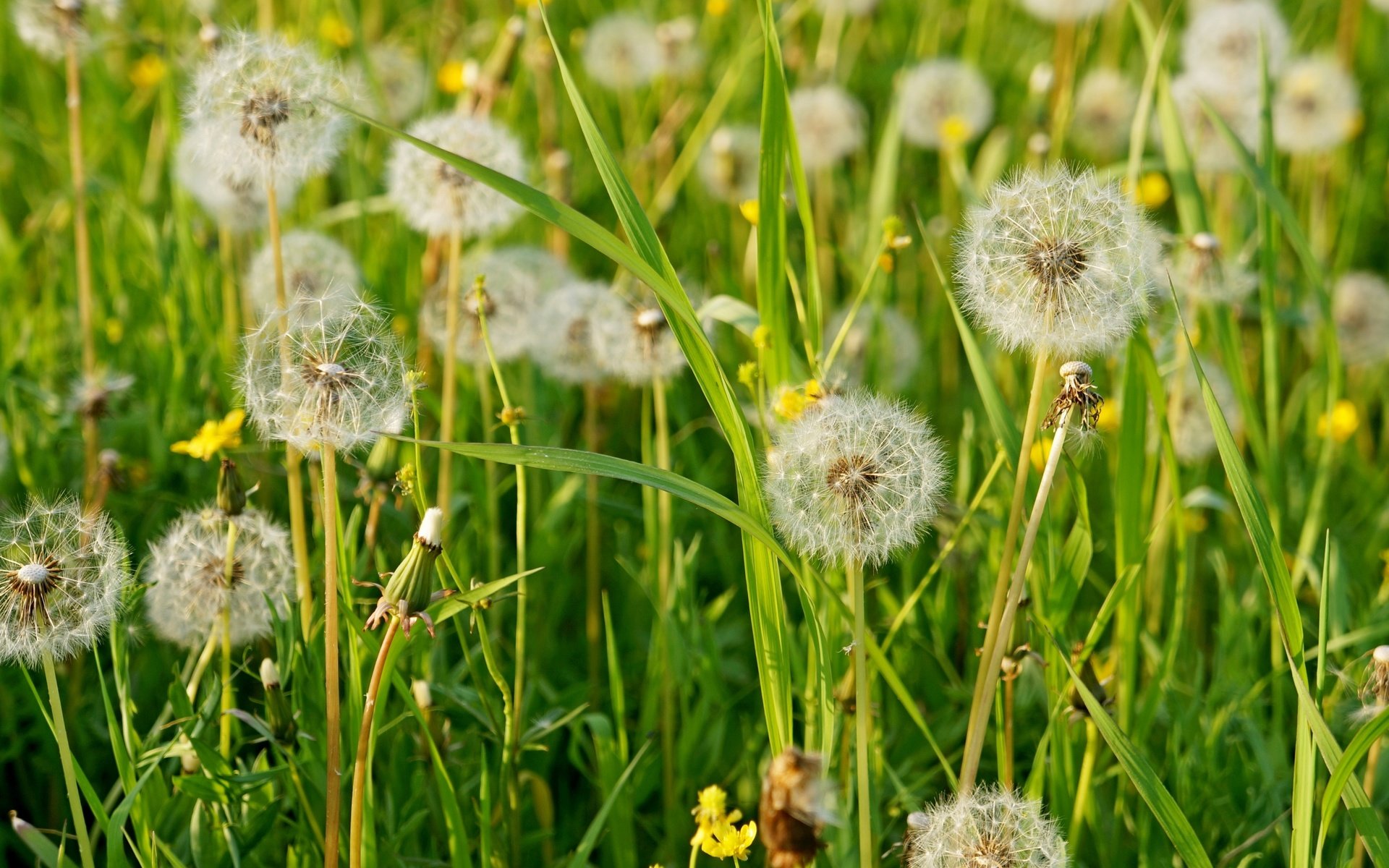 Обои трава, лето, пушистый, луг, одуванчики, grass, summer, fluffy, meadow, dandelions разрешение 3000x1899 Загрузить