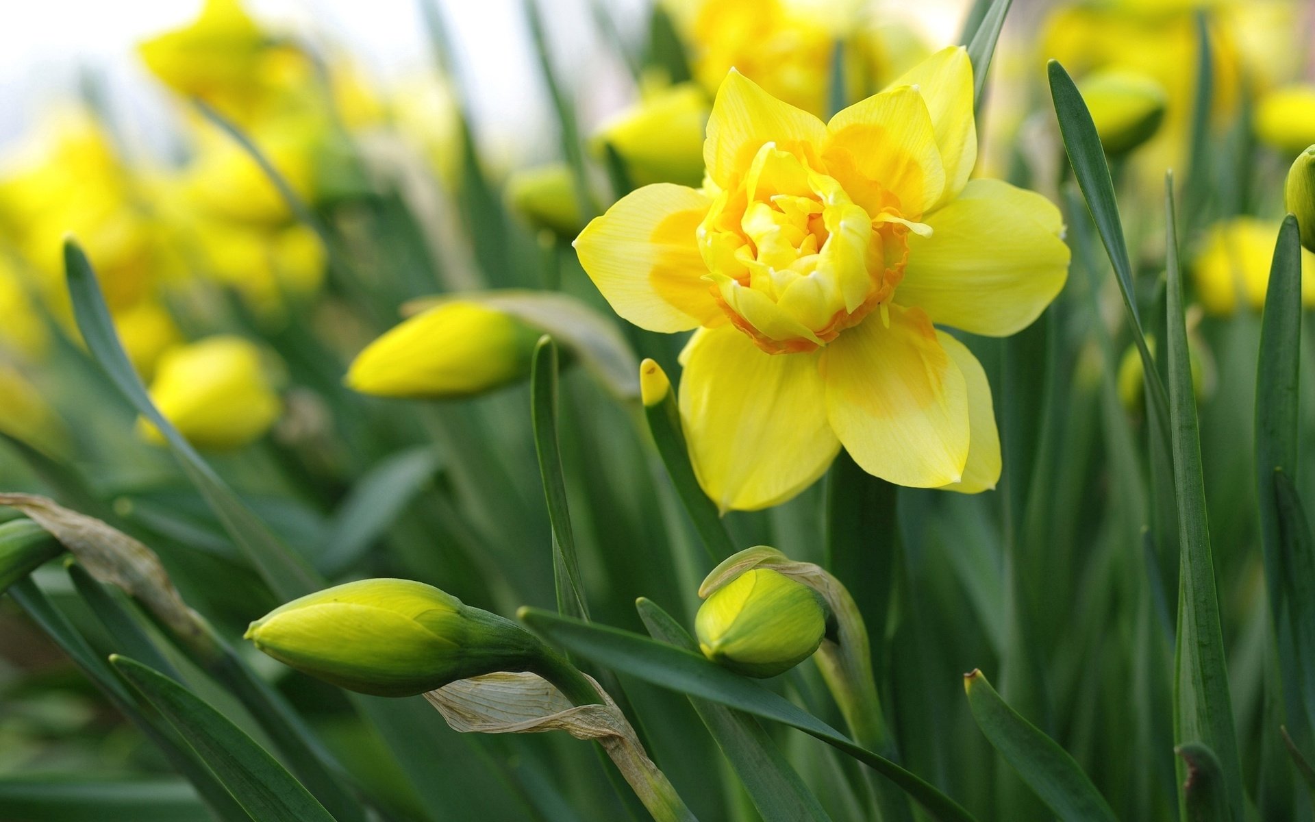 Обои желтый, макро, нарцисс, yellow, macro, narcissus разрешение 2232x1495 Загрузить