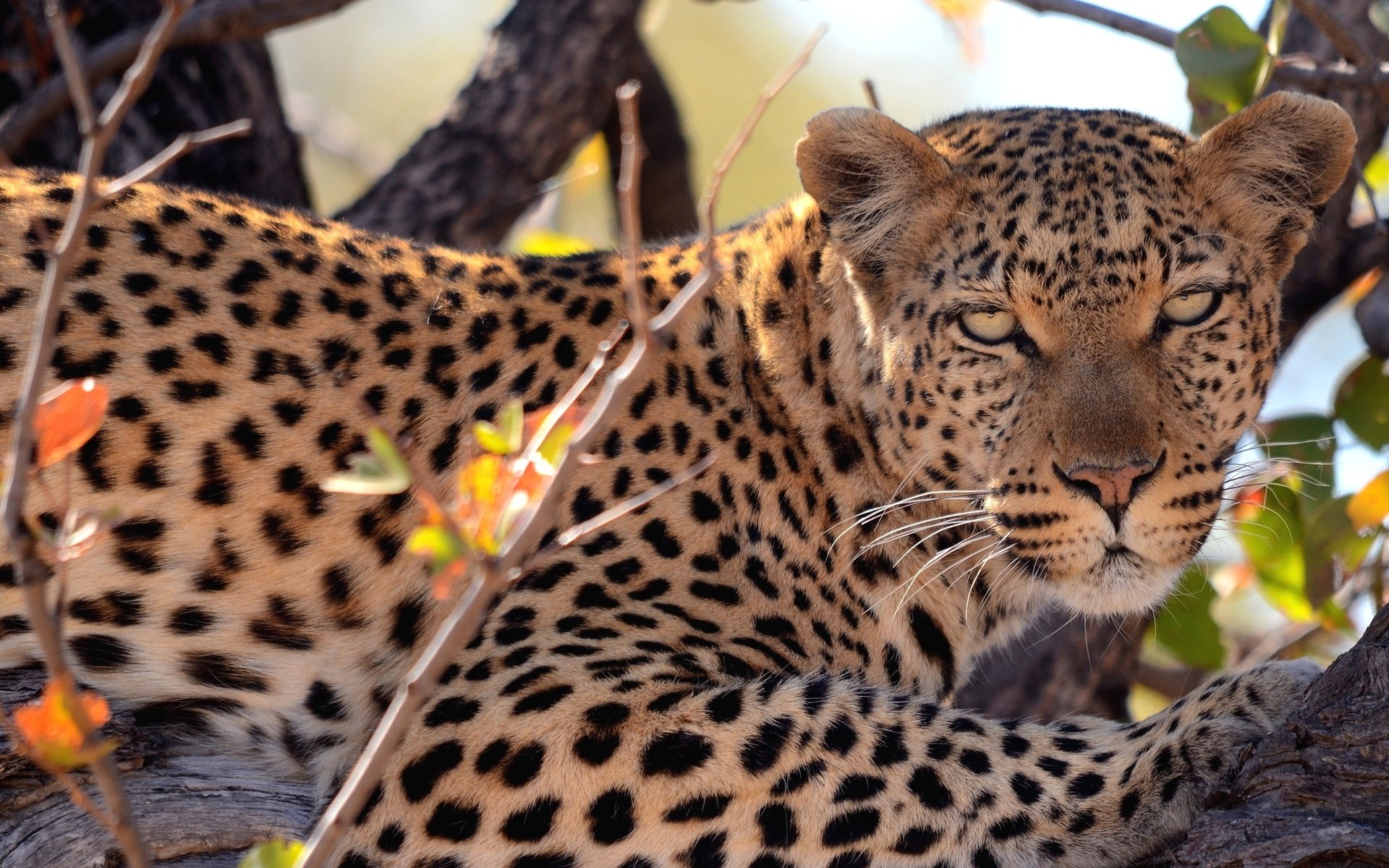 Обои дерево, взгляд, леопард, пятна, хищник, tree, look, leopard, spot, predator разрешение 2048x1356 Загрузить