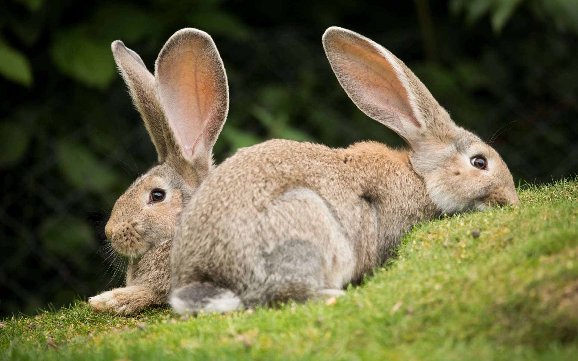 Обои трава, пара, кролики, grass, pair, rabbits разрешение 5184x3456 Загрузить