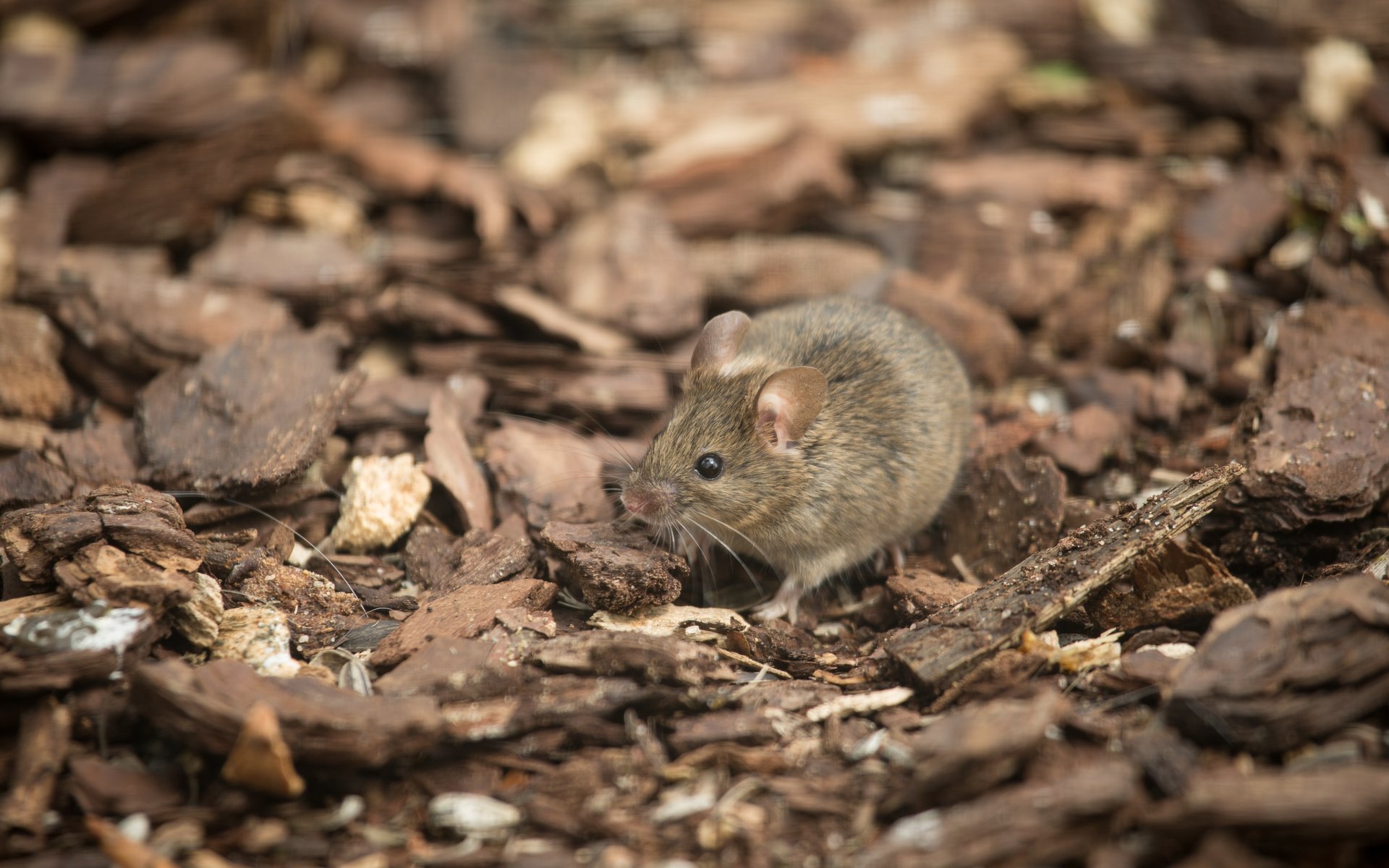 Обои мышь, грызун, полевка, mouse, rodent, vole разрешение 5184x3456 Загрузить