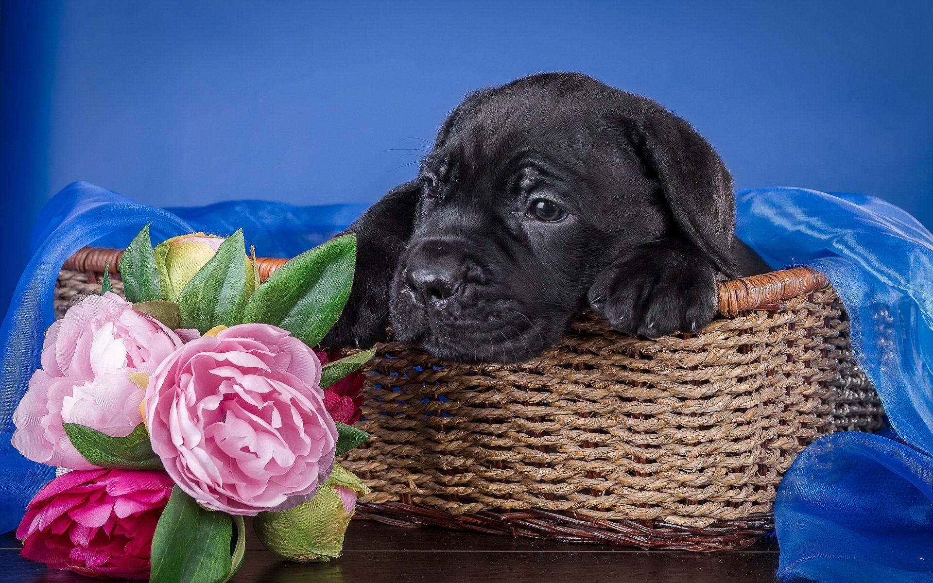 Обои цветы, собака, щенок, ткань, корзина, кане-корсо, пионы, flowers, dog, puppy, fabric, basket, cane corso, peonies разрешение 3000x1979 Загрузить