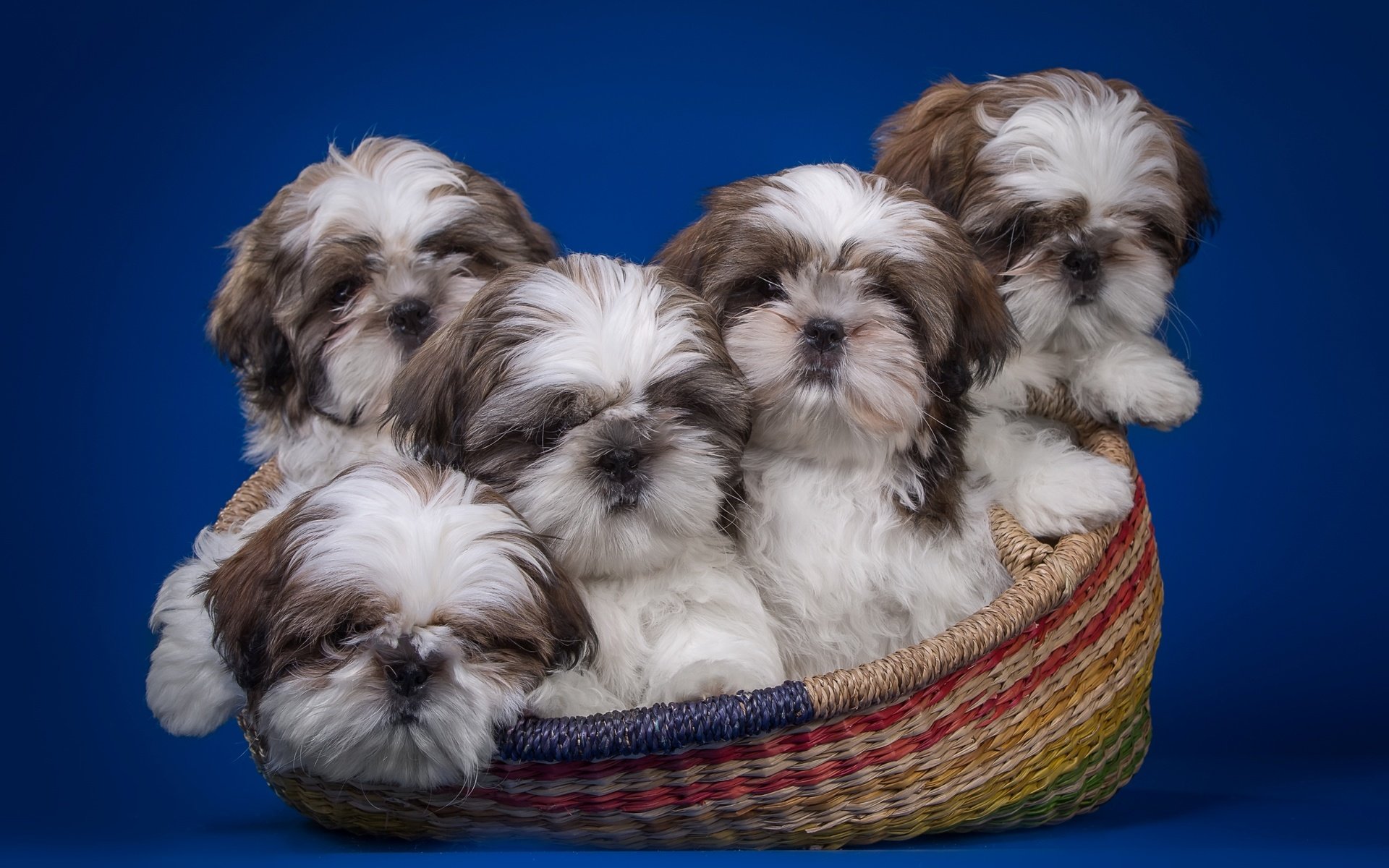 Обои корзина, щенки, ши-тцу, квинтет, basket, puppies, shih tzu, quintet разрешение 2900x1839 Загрузить