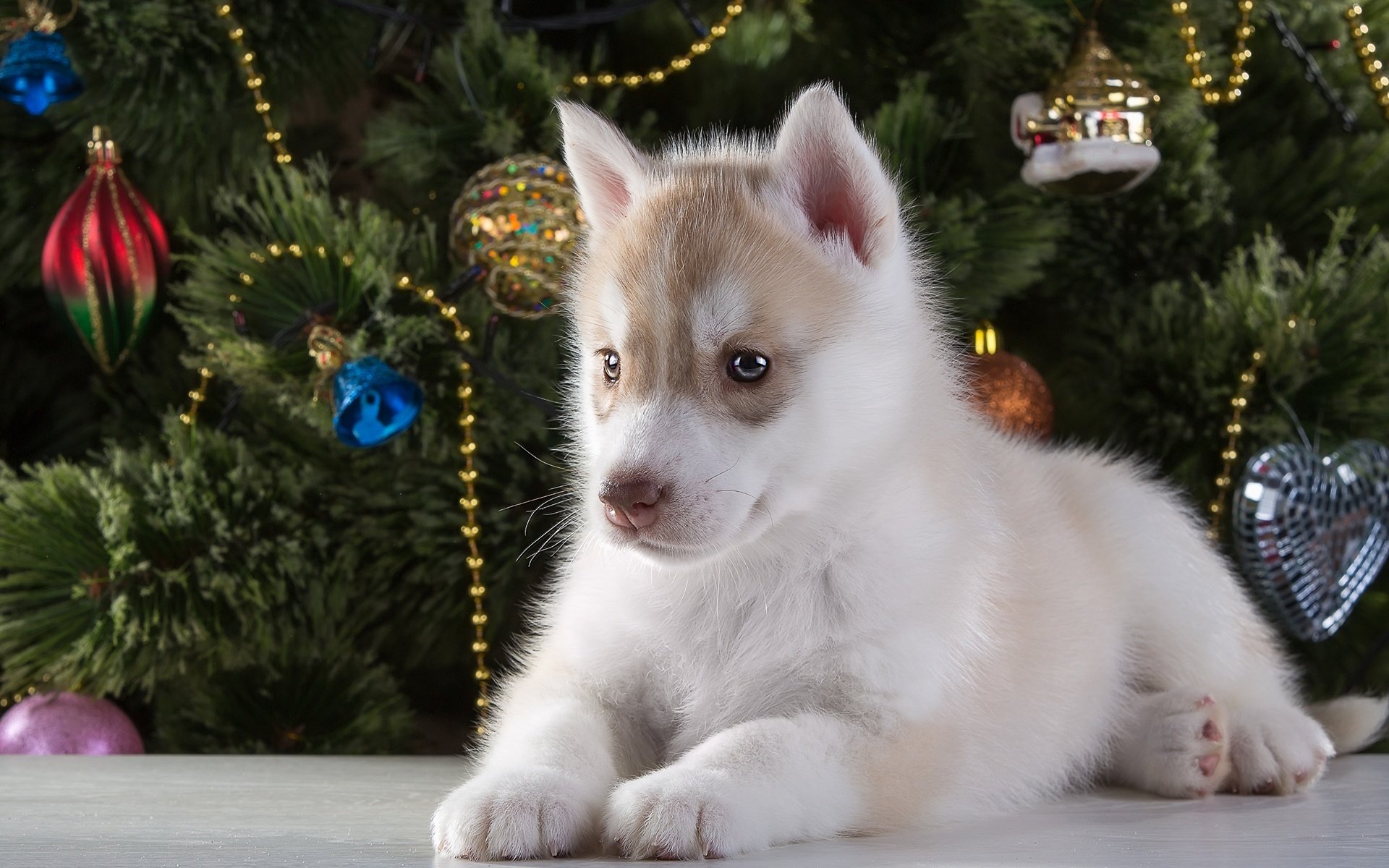 Обои новый год, елка, щенок, хаски, порода, new year, tree, puppy, husky, breed разрешение 3000x1937 Загрузить