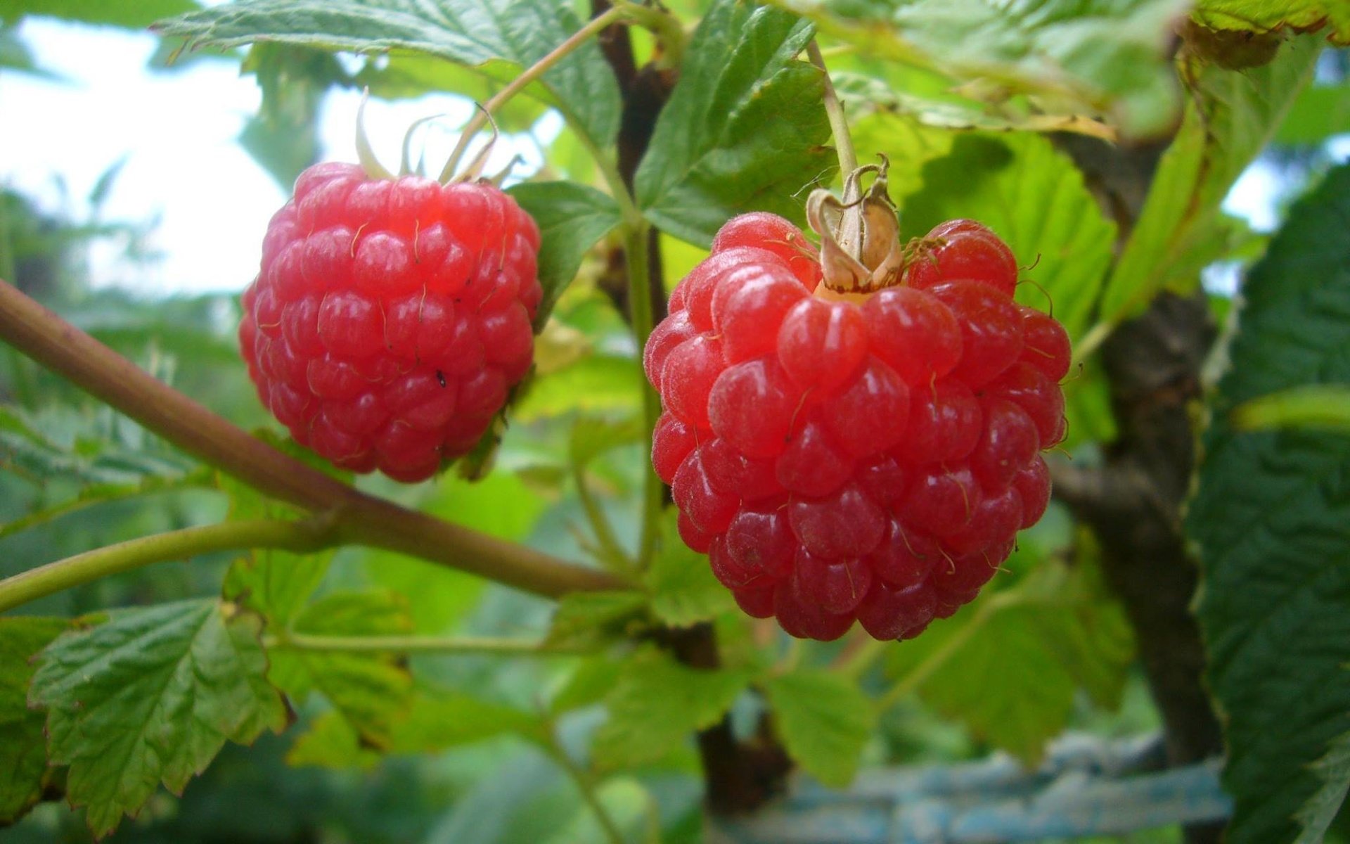 Обои листья, малина, лето, ягоды, куст, leaves, raspberry, summer, berries, bush разрешение 2048x1536 Загрузить