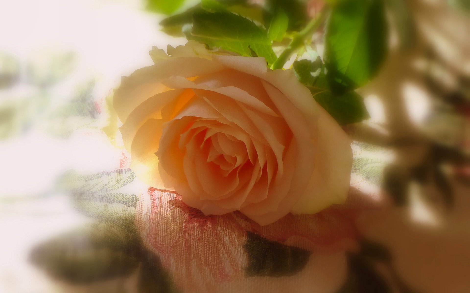 Обои роза, тени, желтая роза, rose, shadows, yellow rose разрешение 2048x1418 Загрузить