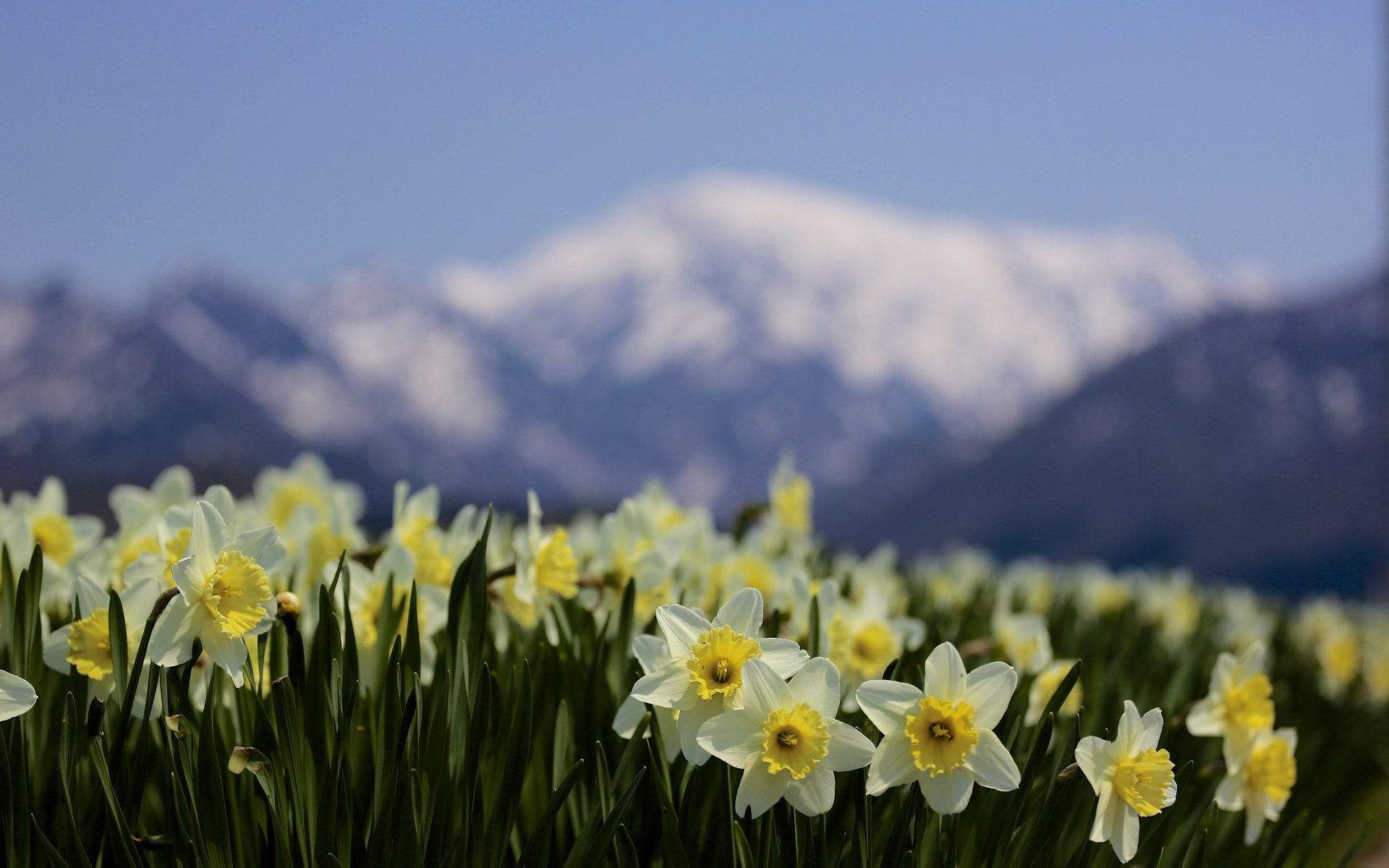 Обои цветы, горы, природа, фокус камеры, размытость, весна, нарциссы, flowers, mountains, nature, the focus of the camera, blur, spring, daffodils разрешение 2048x1365 Загрузить