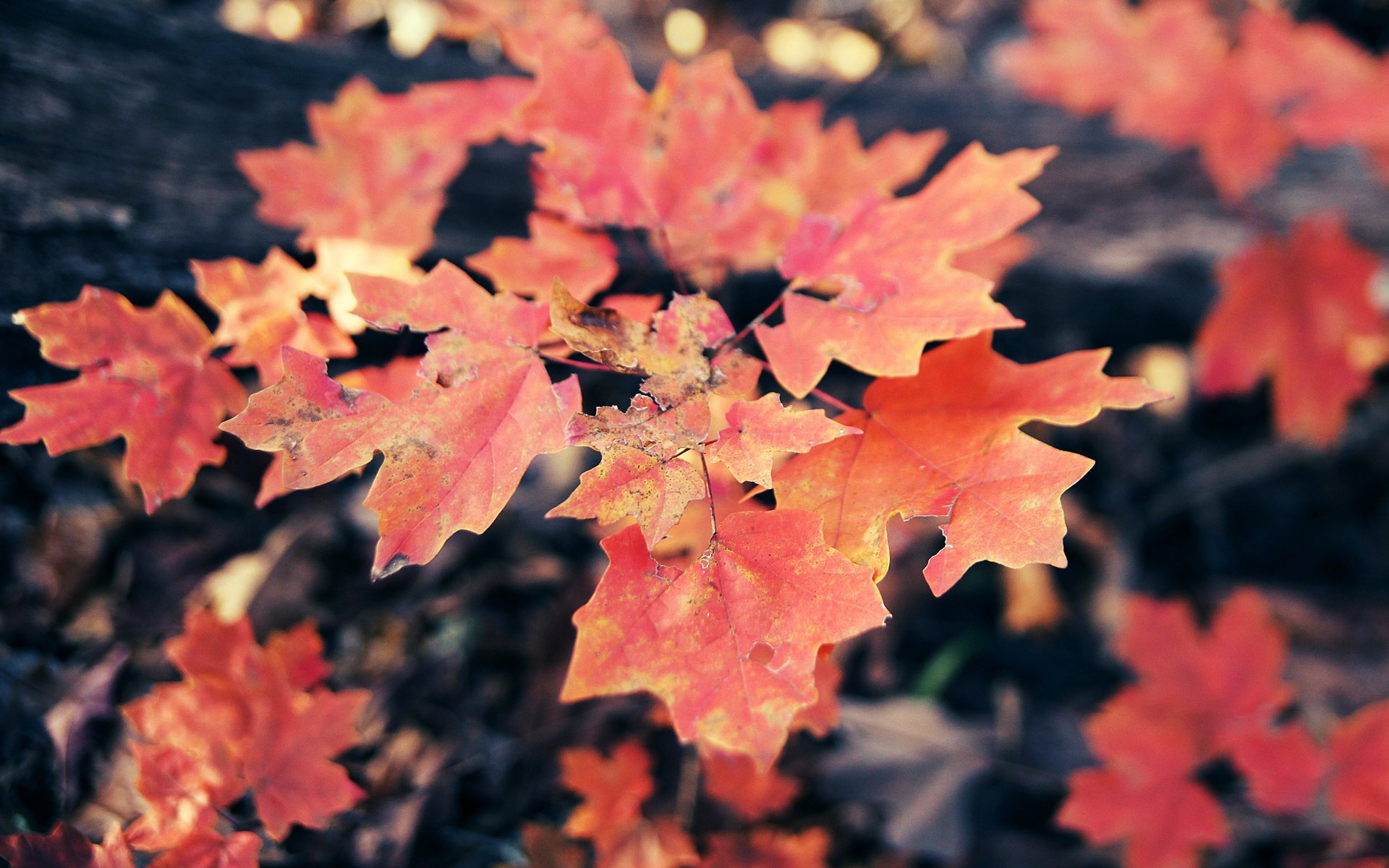 Обои листья, осень, клен, кленовый лист, осенние листья, leaves, autumn, maple, maple leaf, autumn leaves разрешение 5184x3456 Загрузить
