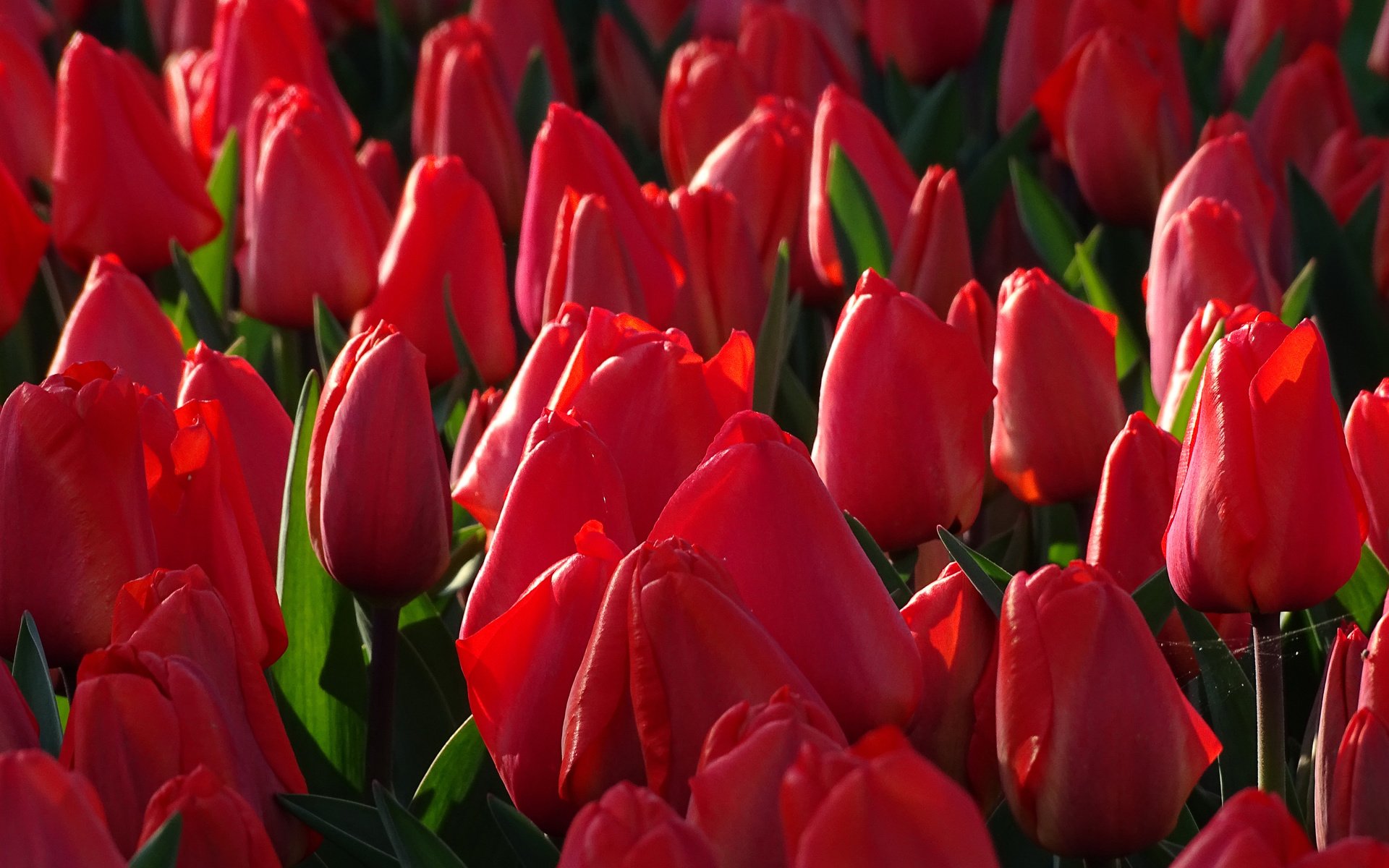 Обои бутоны, тюльпаны, много, красные тюльпаны, buds, tulips, a lot, red tulips разрешение 3600x2400 Загрузить
