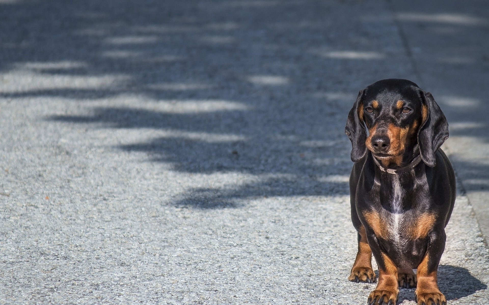 Обои взгляд, собака, такса, look, dog, dachshund разрешение 2048x1537 Загрузить