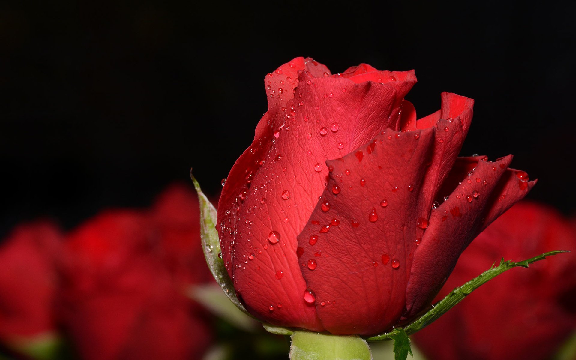 Обои макро, фон, капли, роза, красная, бутон, боке, macro, background, drops, rose, red, bud, bokeh разрешение 2000x1333 Загрузить