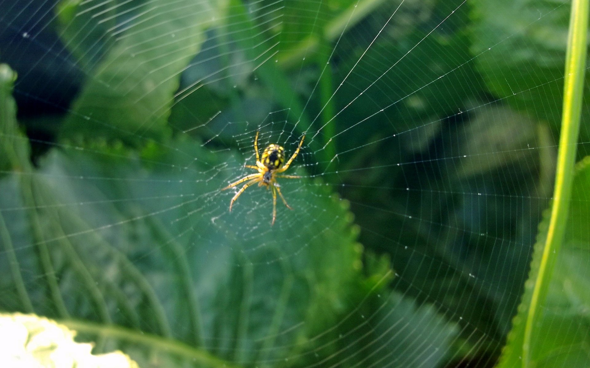 Обои зелень, насекомое, лето, паук, паутина, greens, insect, summer, spider, web разрешение 2592x1944 Загрузить