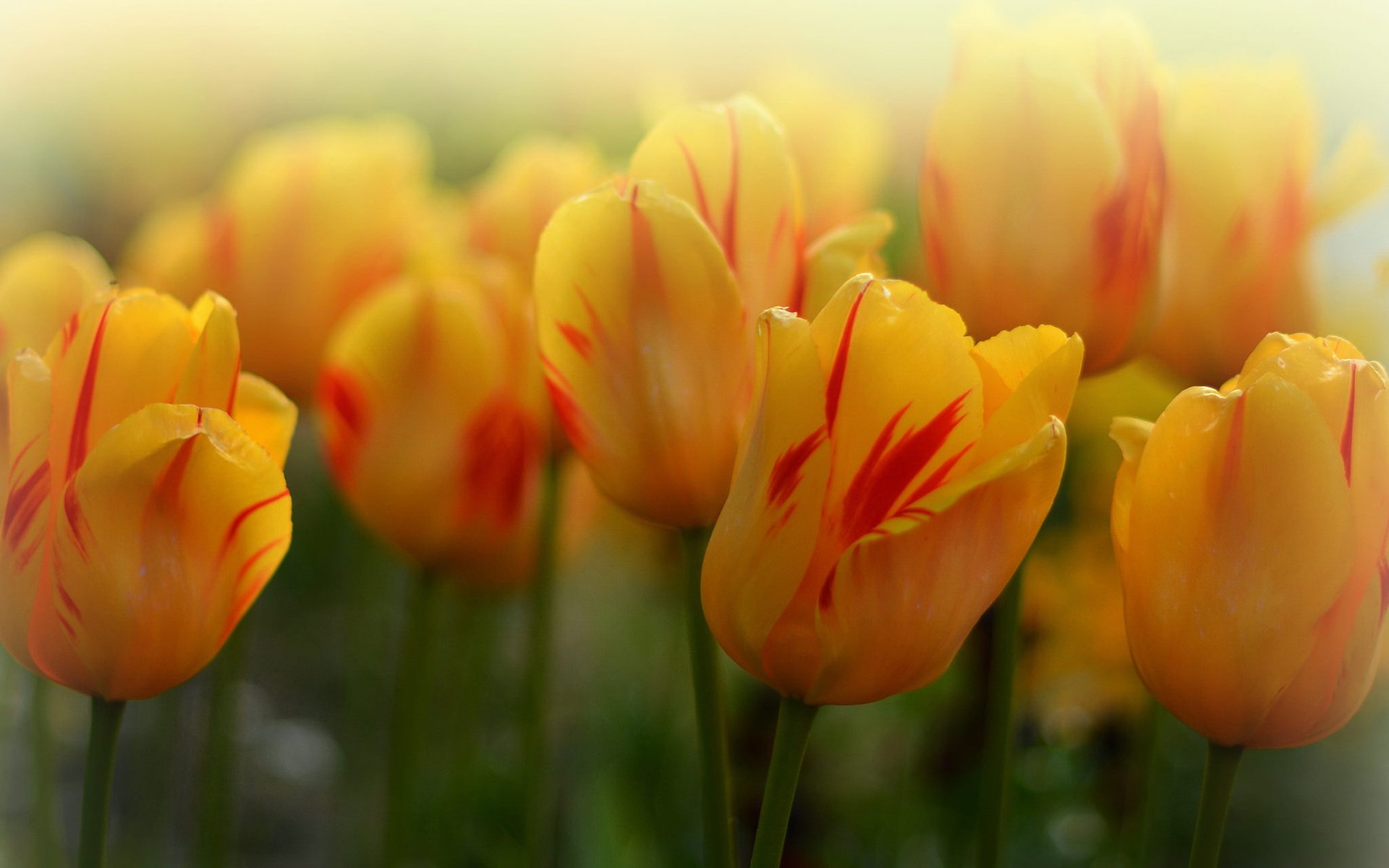 Обои бутоны, макро, тюльпаны, боке, жёлтые тюльпаны, buds, macro, tulips, bokeh, yellow tulips разрешение 2048x1350 Загрузить