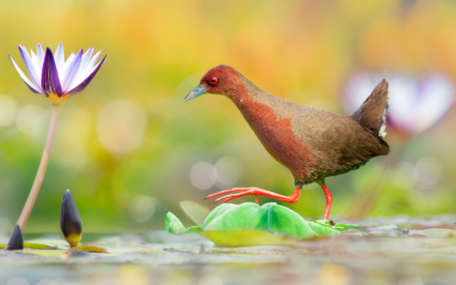 Обои вода, цветок, птица, переход, водяная лилия, красноногий погоныш, water, flower, bird, the transition, water lily, red-legged pagonis разрешение 2048x1371 Загрузить