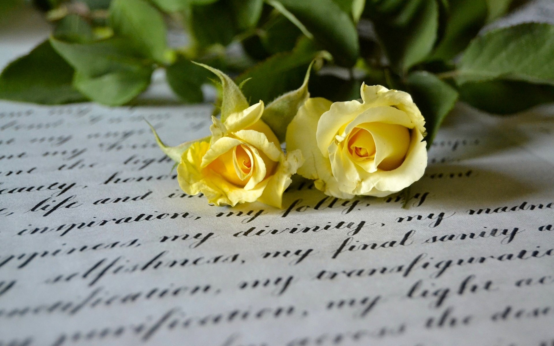 Обои стиль, макро, розы, письмо, дуэт, жёлтые розы, style, macro, roses, letter, duo, yellow roses разрешение 2048x1365 Загрузить