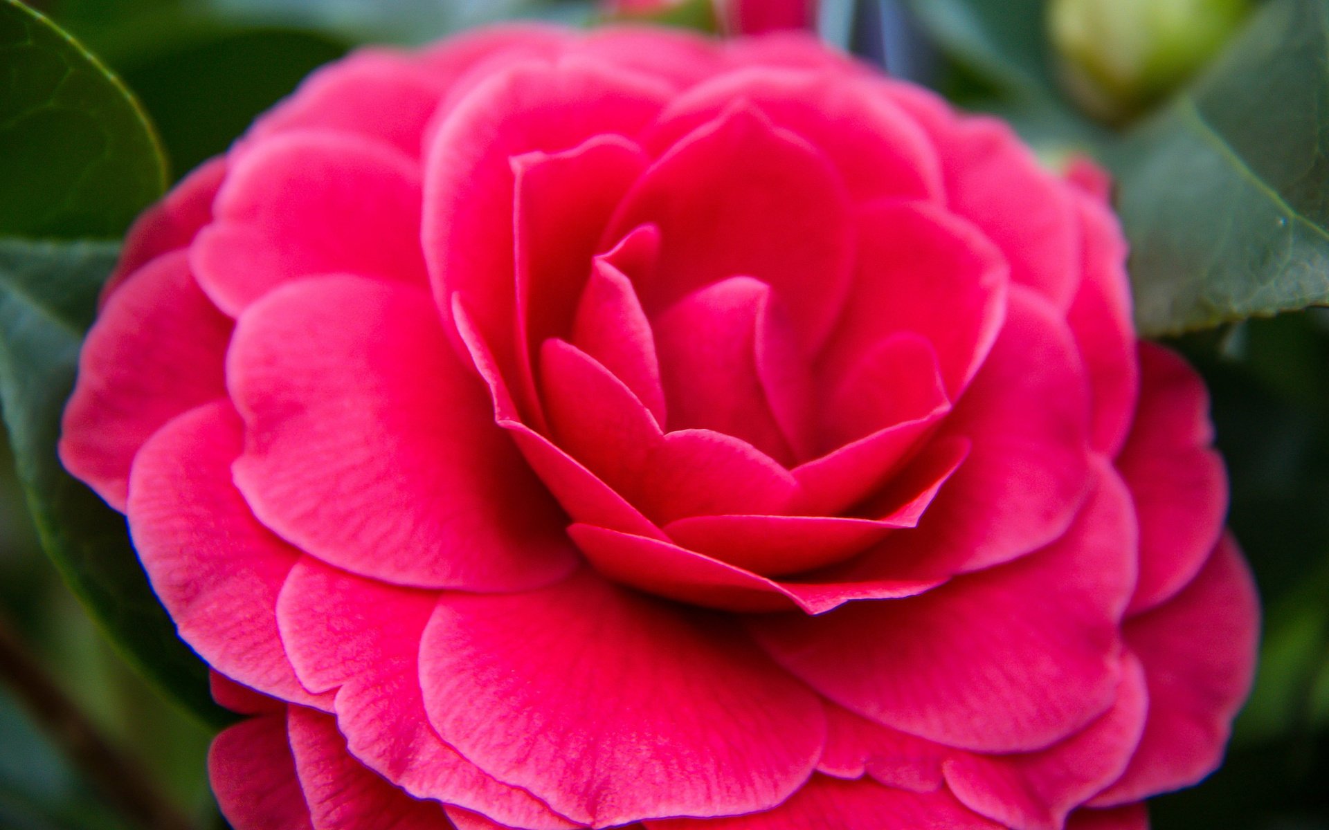 Обои цветение, бутон, камелия, flowering, bud, camellia разрешение 2048x1365 Загрузить