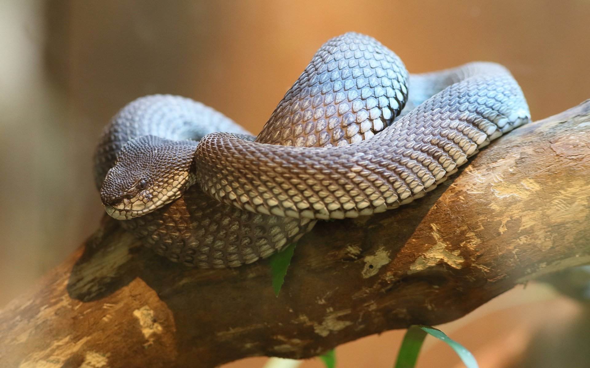 Обои ветка, природа, змея, branch, nature, snake разрешение 2048x1365 Загрузить