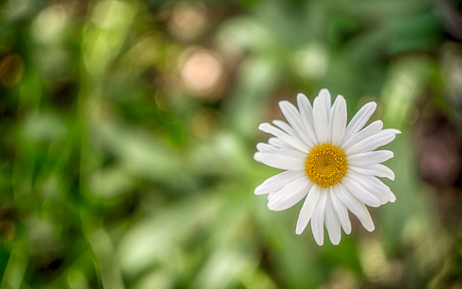 Обои макро, ромашка, боке, macro, daisy, bokeh разрешение 2048x1317 Загрузить