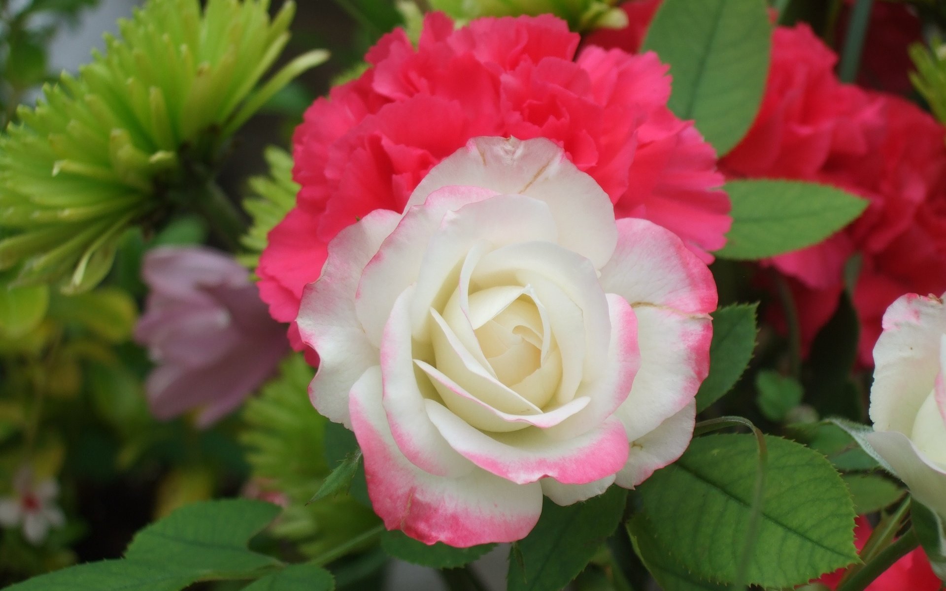 Обои роза, белая, rose, white разрешение 3296x2472 Загрузить
