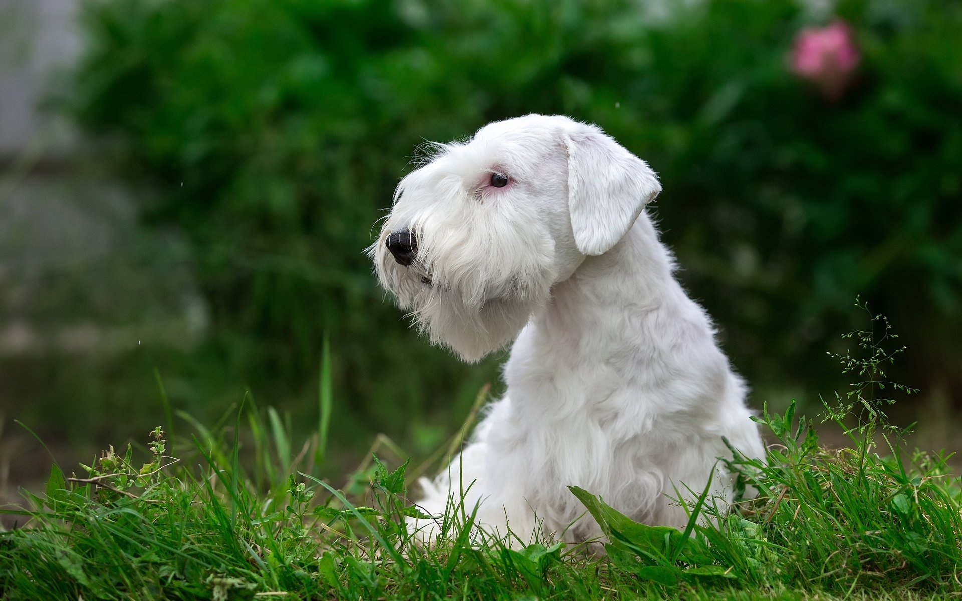 Обои трава, белый, щенок, порода, силихем-терьер, grass, white, puppy, breed, the sealyham terrier разрешение 3000x1930 Загрузить