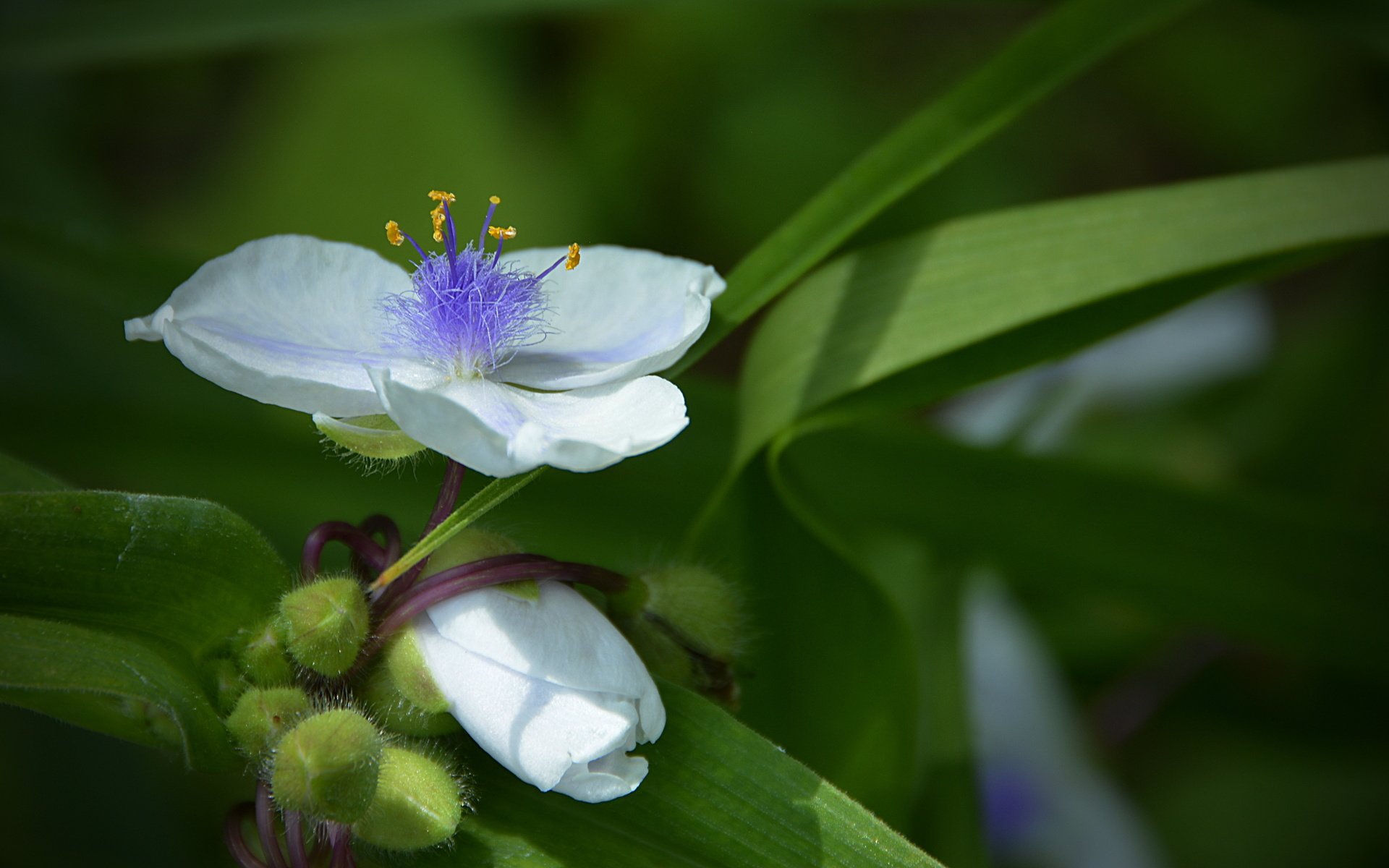 Обои цветы, макро, белые, белая,  цветы, flowers, macro, white разрешение 5043x2996 Загрузить