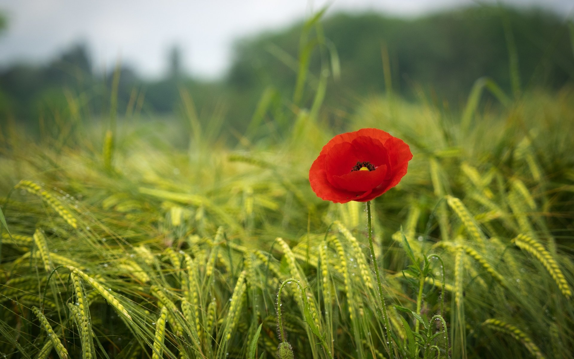 Обои трава, зелень, поле, красный, мак, весна, краcный, poppy, весенние, грин, green, grass, greens, field, red, mac, spring разрешение 2880x2160 Загрузить