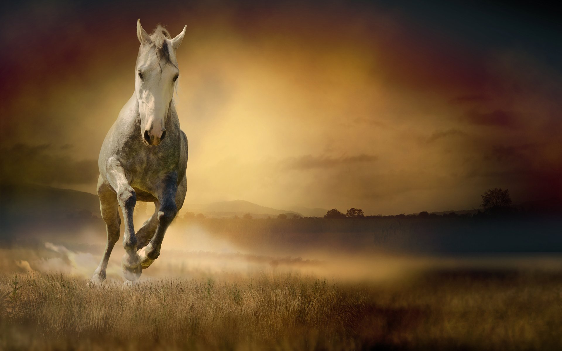 Обои лошадь, трава, поле, конь, бег, белая, horse, grass, field, running, white разрешение 4928x3264 Загрузить