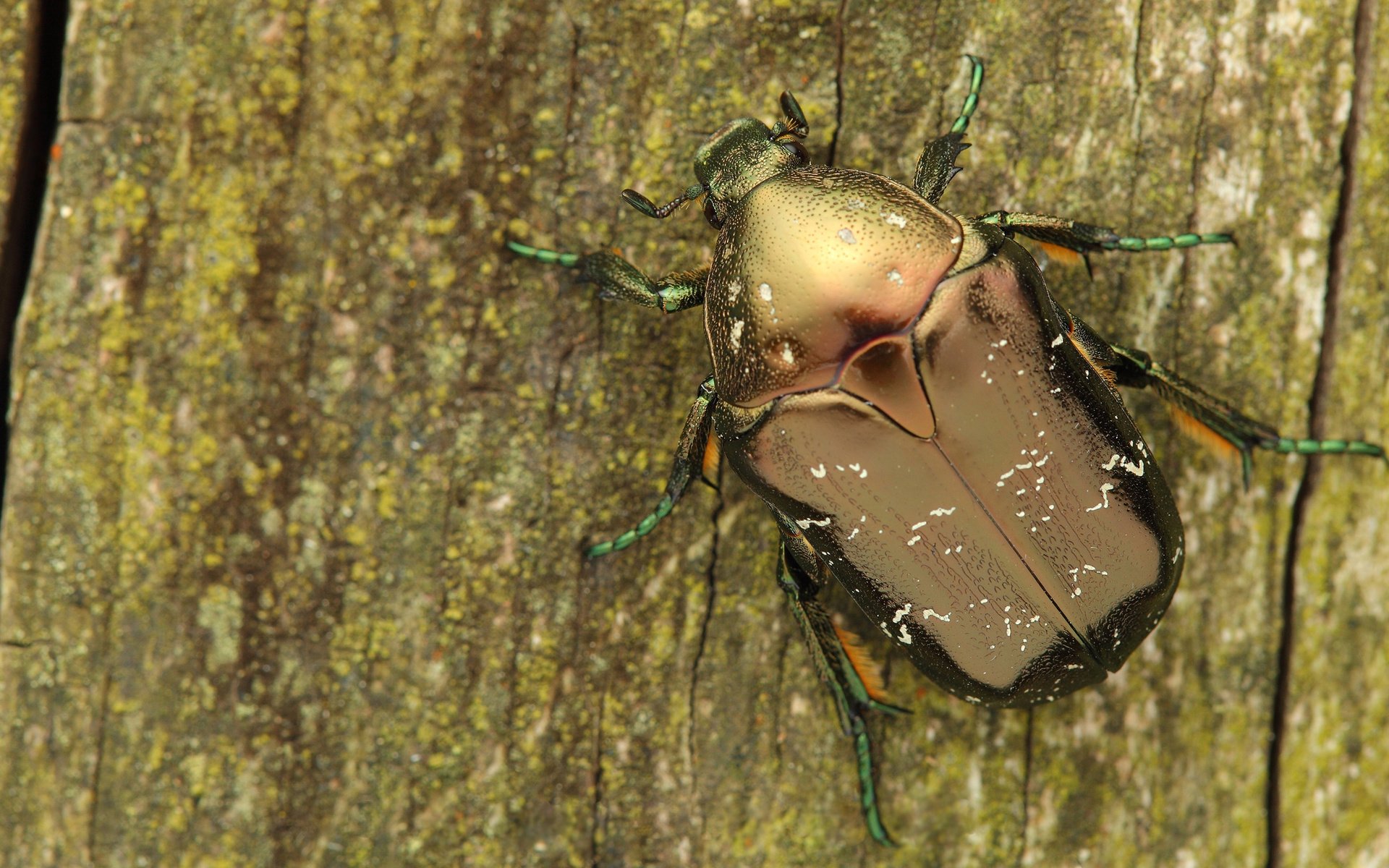 Обои дерево, жук, макро, насекомое, кора, бронзовка, tree, beetle, macro, insect, bark, brantovka разрешение 2400x1350 Загрузить