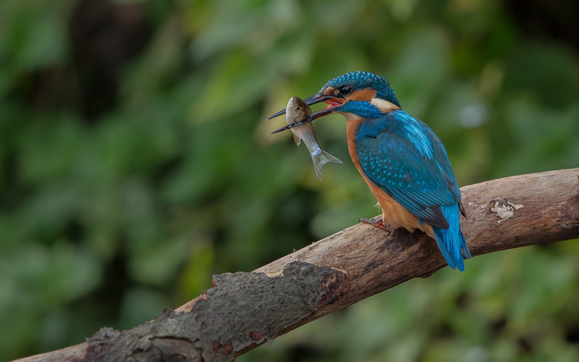 Обои дерево, птица, клюв, рыба, зимородок, tree, bird, beak, fish, kingfisher разрешение 2048x1365 Загрузить