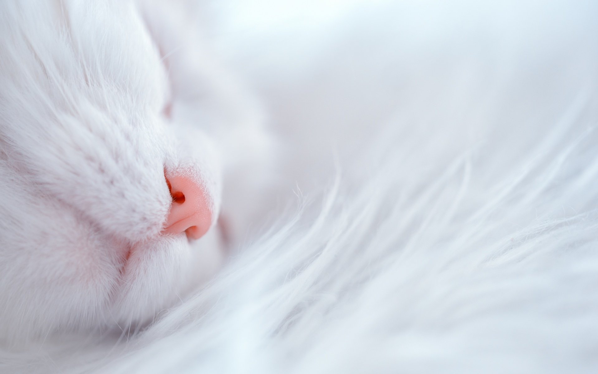 Обои кот, кошка, белый, дом, уют, cat, white, house, comfort разрешение 2880x1923 Загрузить