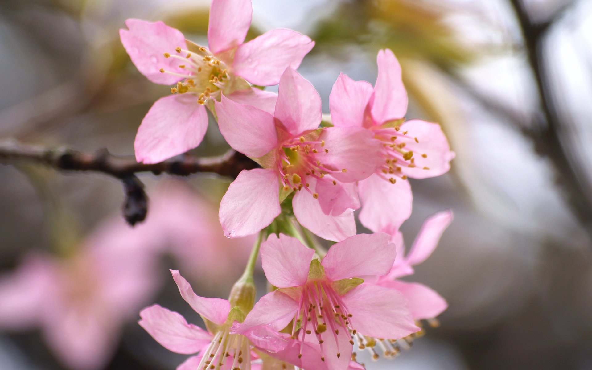 Обои цветение, весна, сакура, blossom, весенние, flowering trees, flowering, spring, sakura разрешение 3264x2262 Загрузить