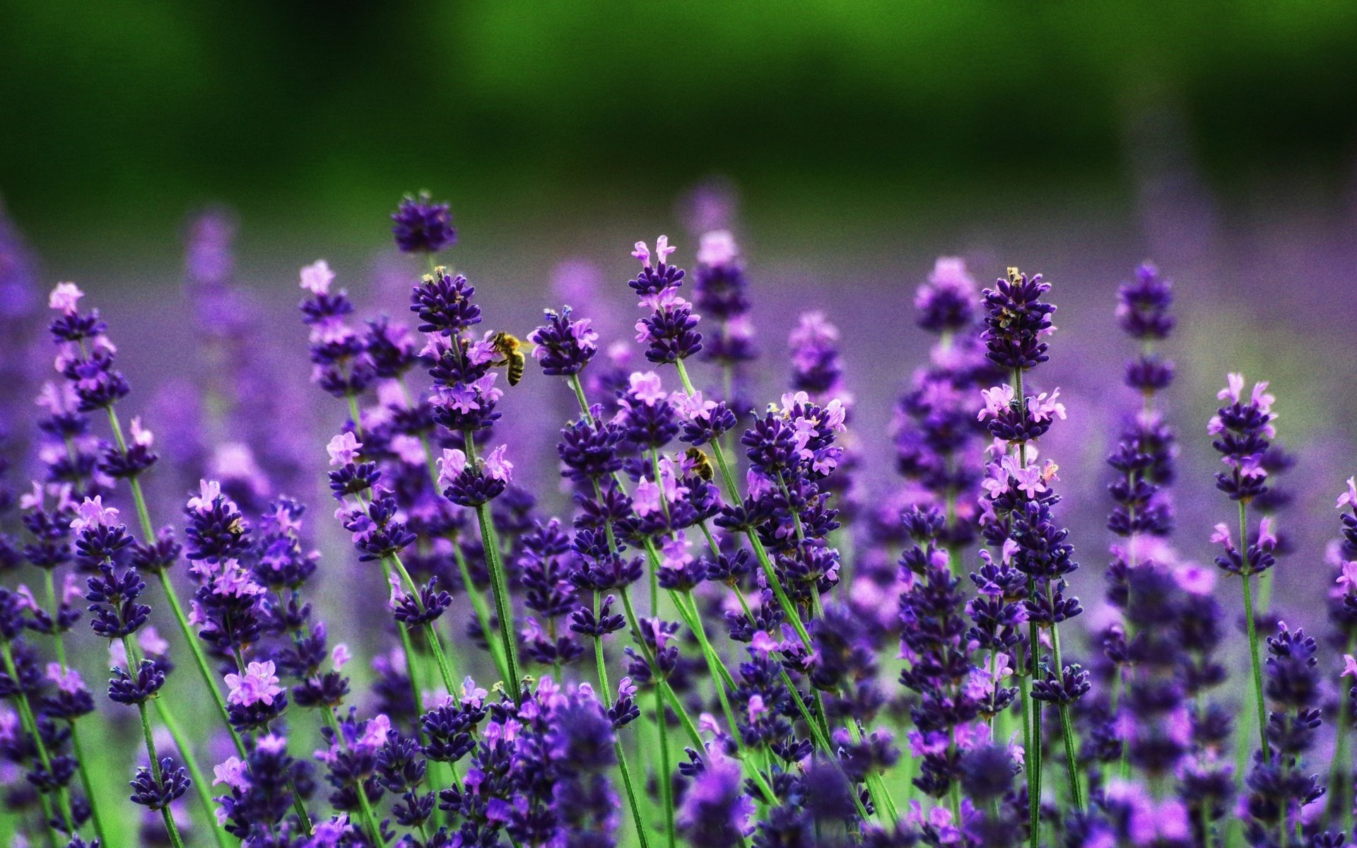 Обои цветы, поле, лаванда, пчелы, flowers, field, lavender, bees разрешение 3008x2000 Загрузить