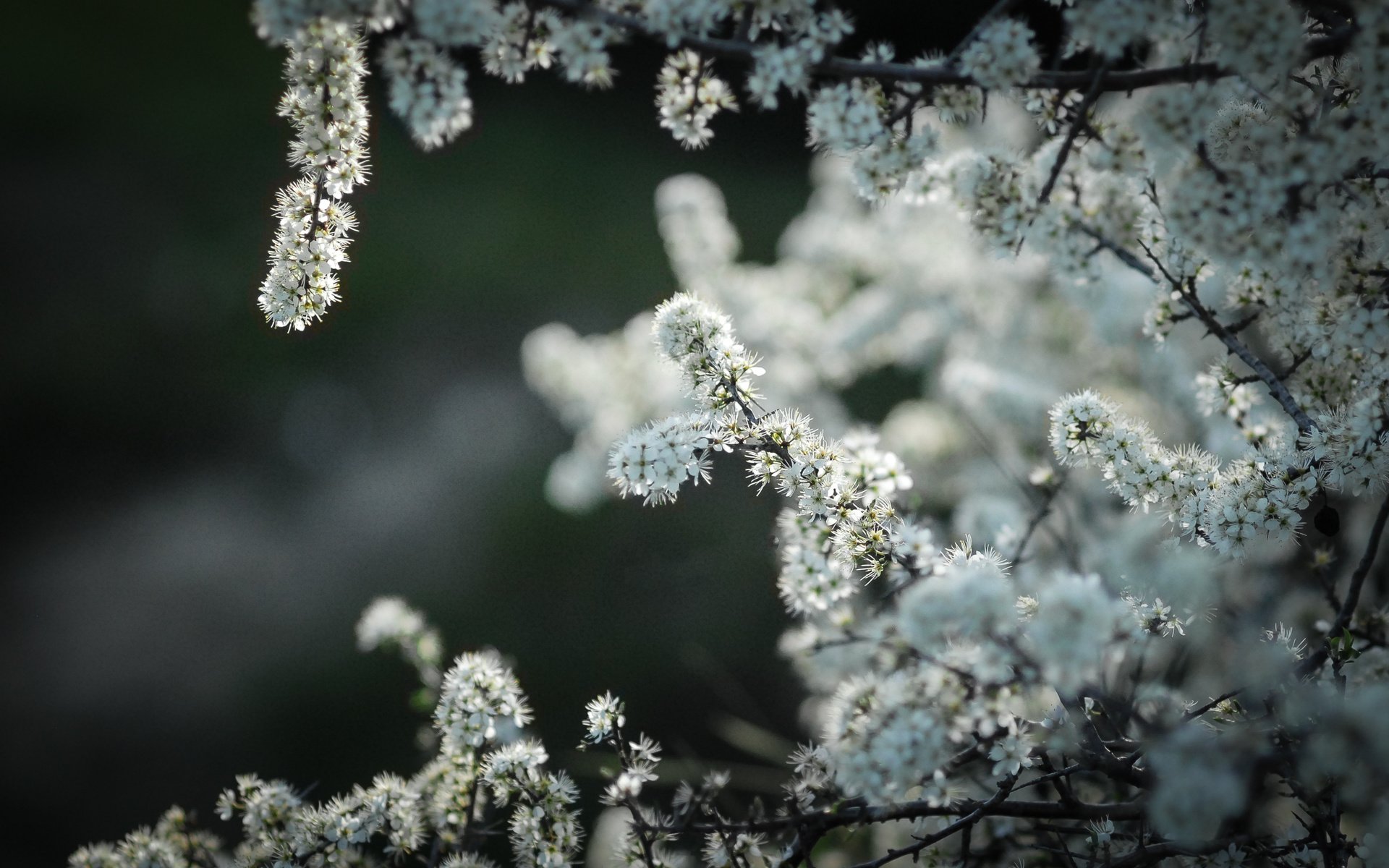 Обои цветы, природа, дерево, яблоня, flowers, nature, tree, apple разрешение 3456x2203 Загрузить