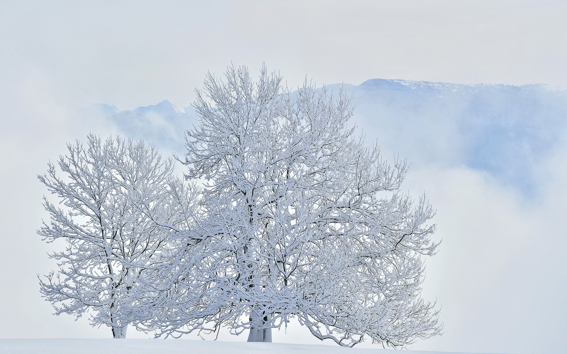 Обои деревья, горы, снег, зима, trees, mountains, snow, winter разрешение 1920x1214 Загрузить