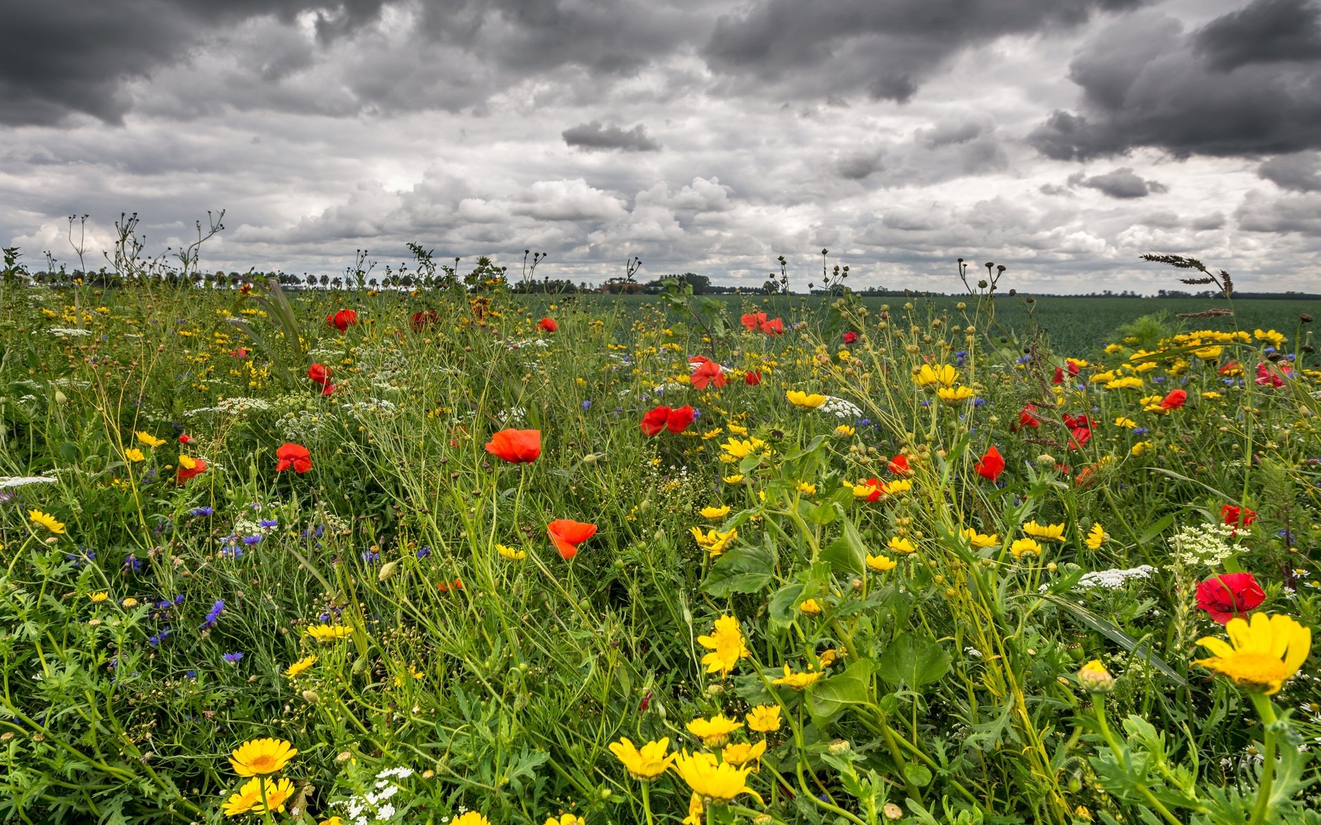 Обои небо, цветы, трава, облака, поле, лето, маки, лютики, the sky, flowers, grass, clouds, field, summer, maki, buttercups разрешение 3400x1965 Загрузить