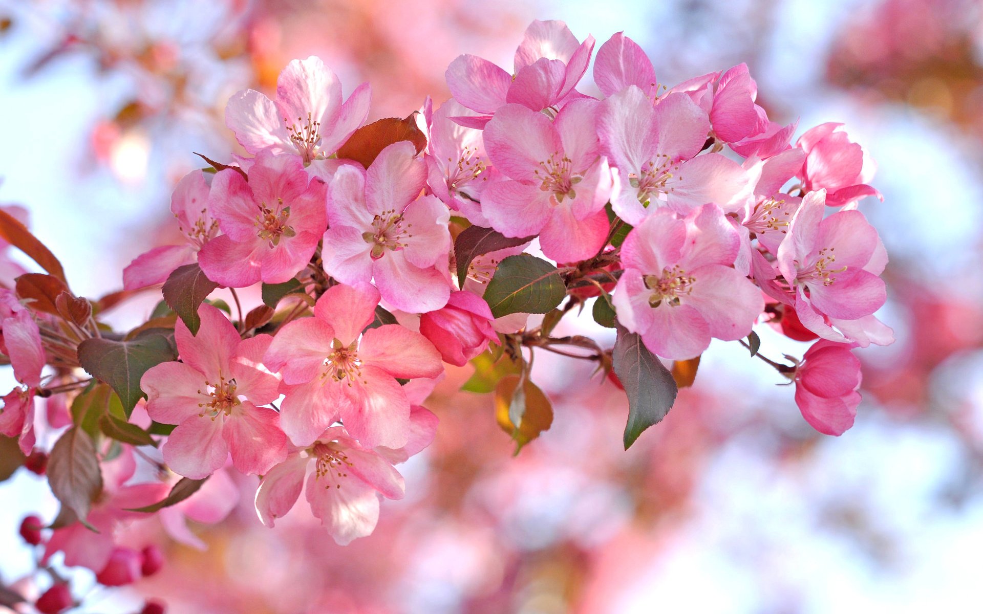 Обои ветка, лепестки, сад, весна, branch, petals, garden, spring разрешение 2048x1360 Загрузить