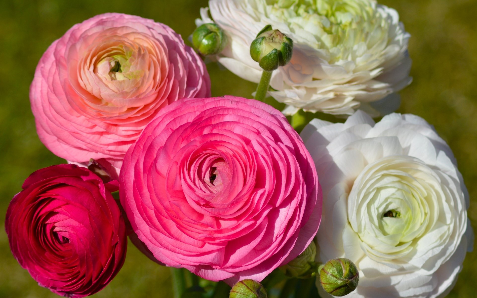 Обои цветы, бутоны, букет, ранункулюсы, flowers, buds, bouquet, ranunculus разрешение 3146x2401 Загрузить