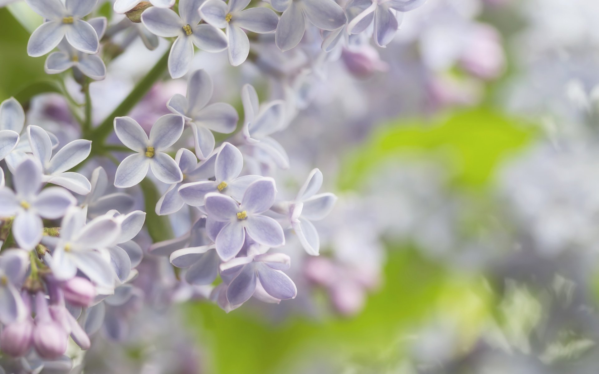 Обои макро, весна, нежность, сирень, macro, spring, tenderness, lilac разрешение 2048x1365 Загрузить