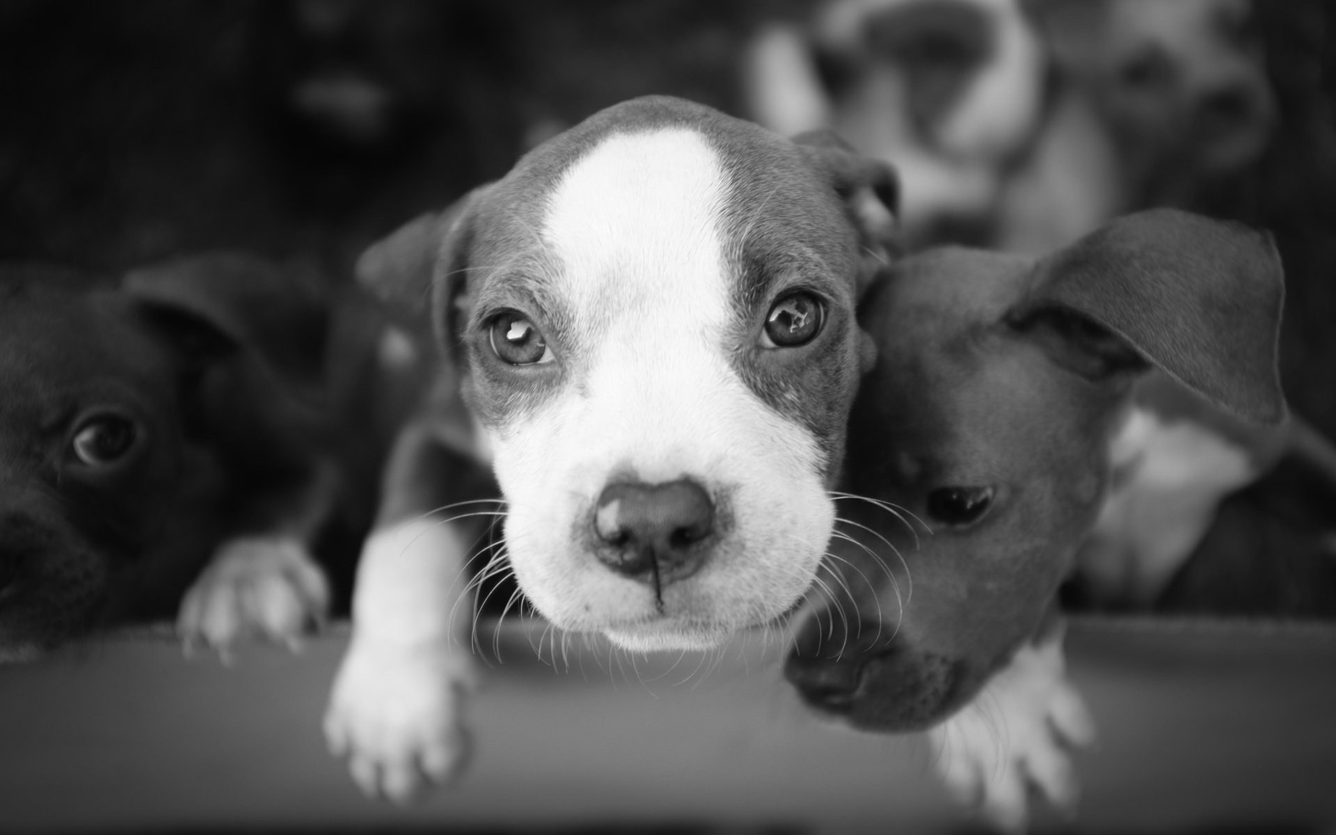 Обои фон, чёрно-белое, щенки, собаки, background, black and white, puppies, dogs разрешение 2048x1365 Загрузить