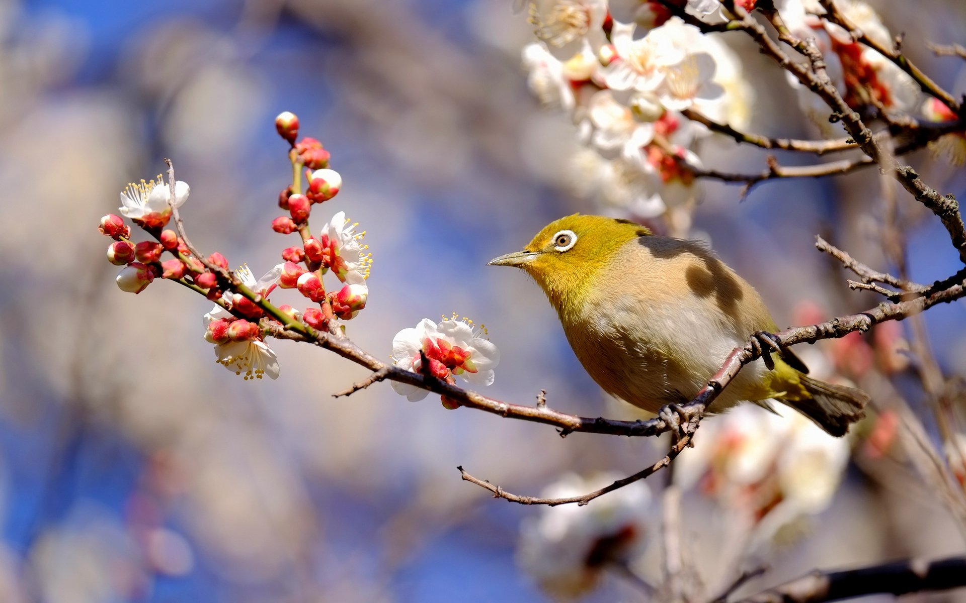 Обои ветка, птица, весна, японская, слива, белоглазка, branch, bird, spring, japanese, drain, white-eyed разрешение 2048x1365 Загрузить