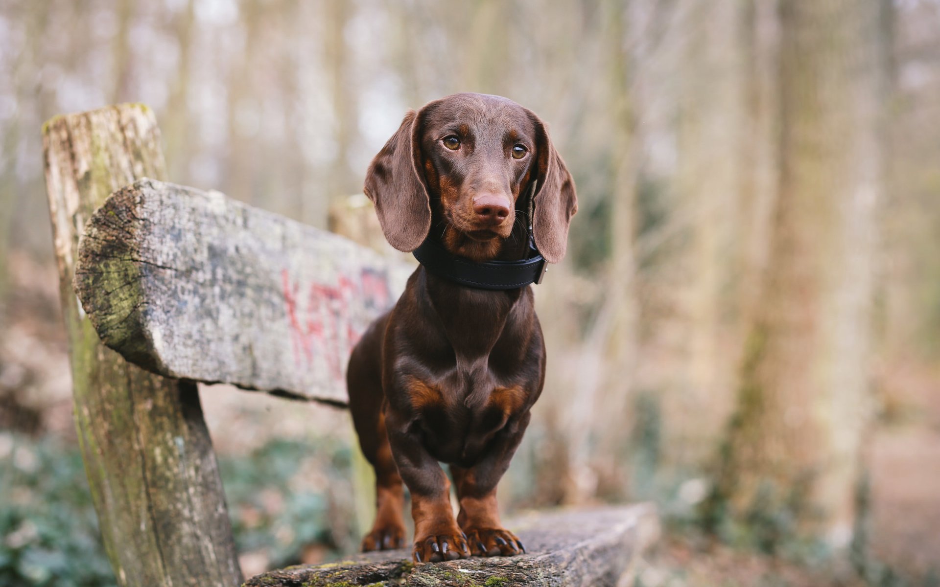 Обои мордочка, взгляд, собака, скамейка, такса, лапки, muzzle, look, dog, bench, dachshund, legs разрешение 2048x1365 Загрузить