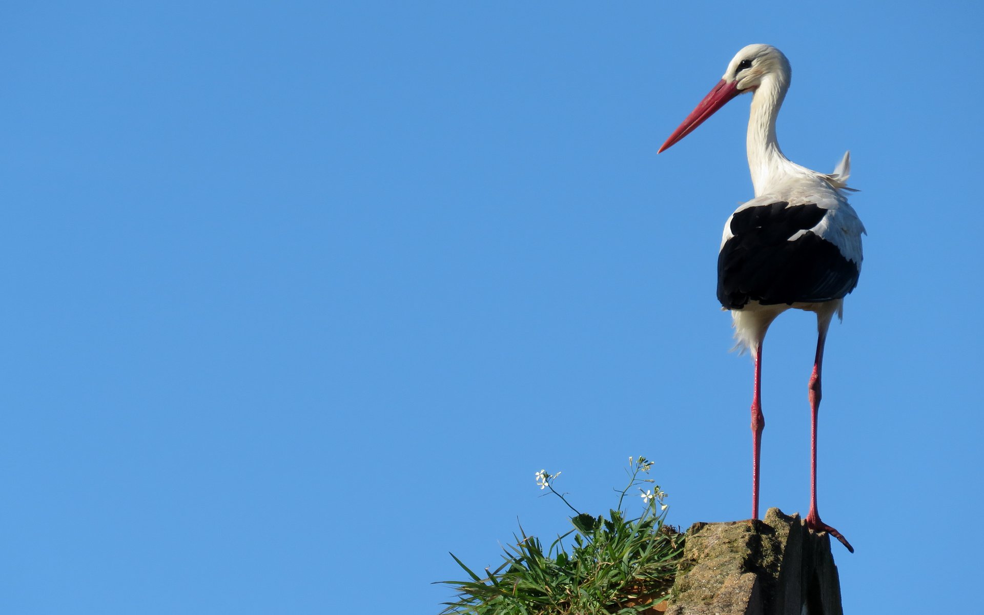 Обои небо, птица, аист, the sky, bird, stork разрешение 4608x2592 Загрузить