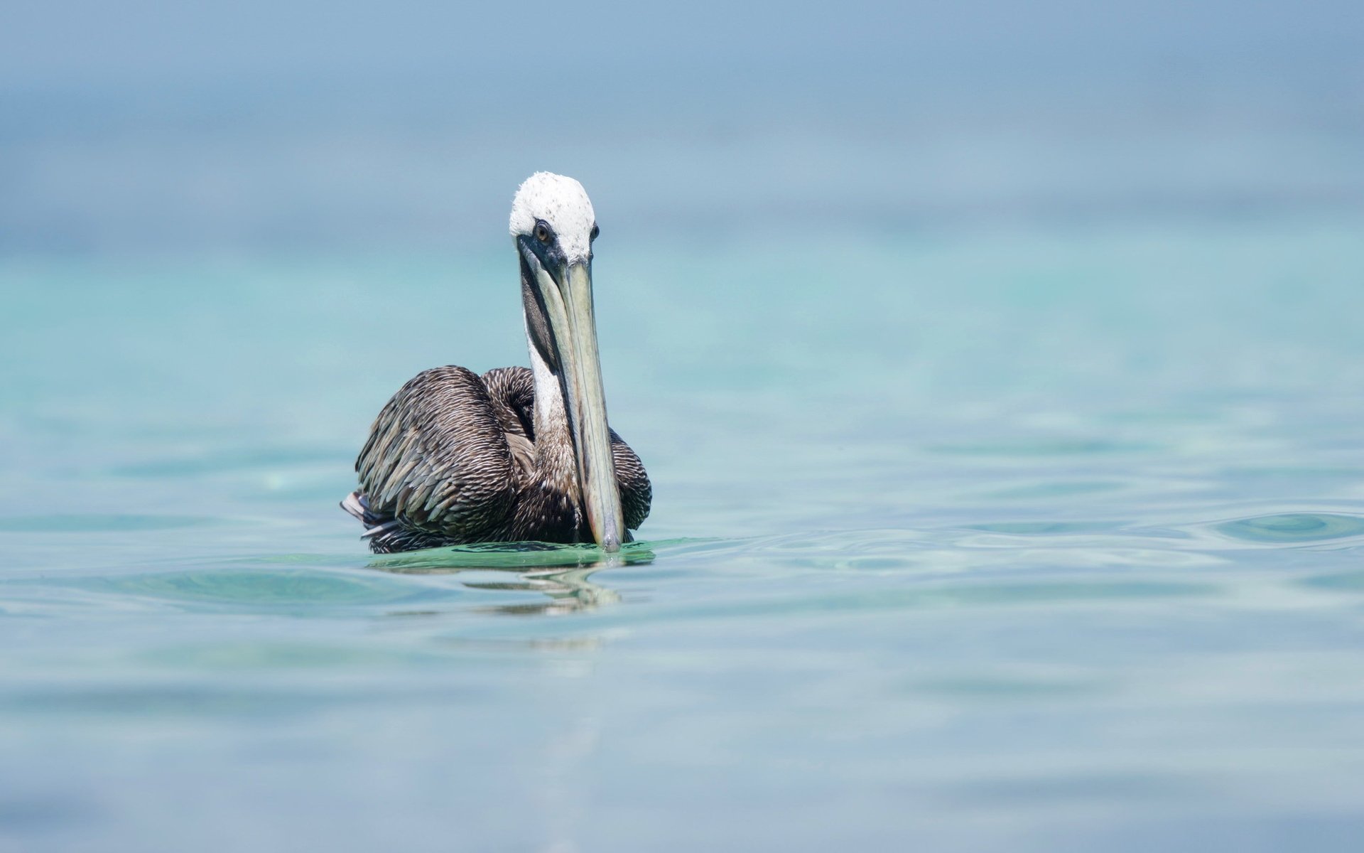 Обои природа, птица, пеликан, nature, bird, pelican разрешение 2048x1425 Загрузить