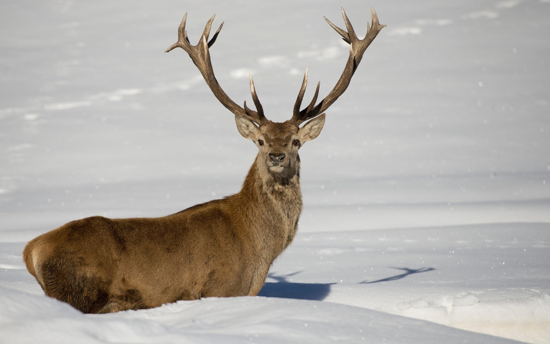 Обои снег, олень, зима, рога, сугробы, snow, deer, winter, horns, the snow разрешение 2880x1920 Загрузить