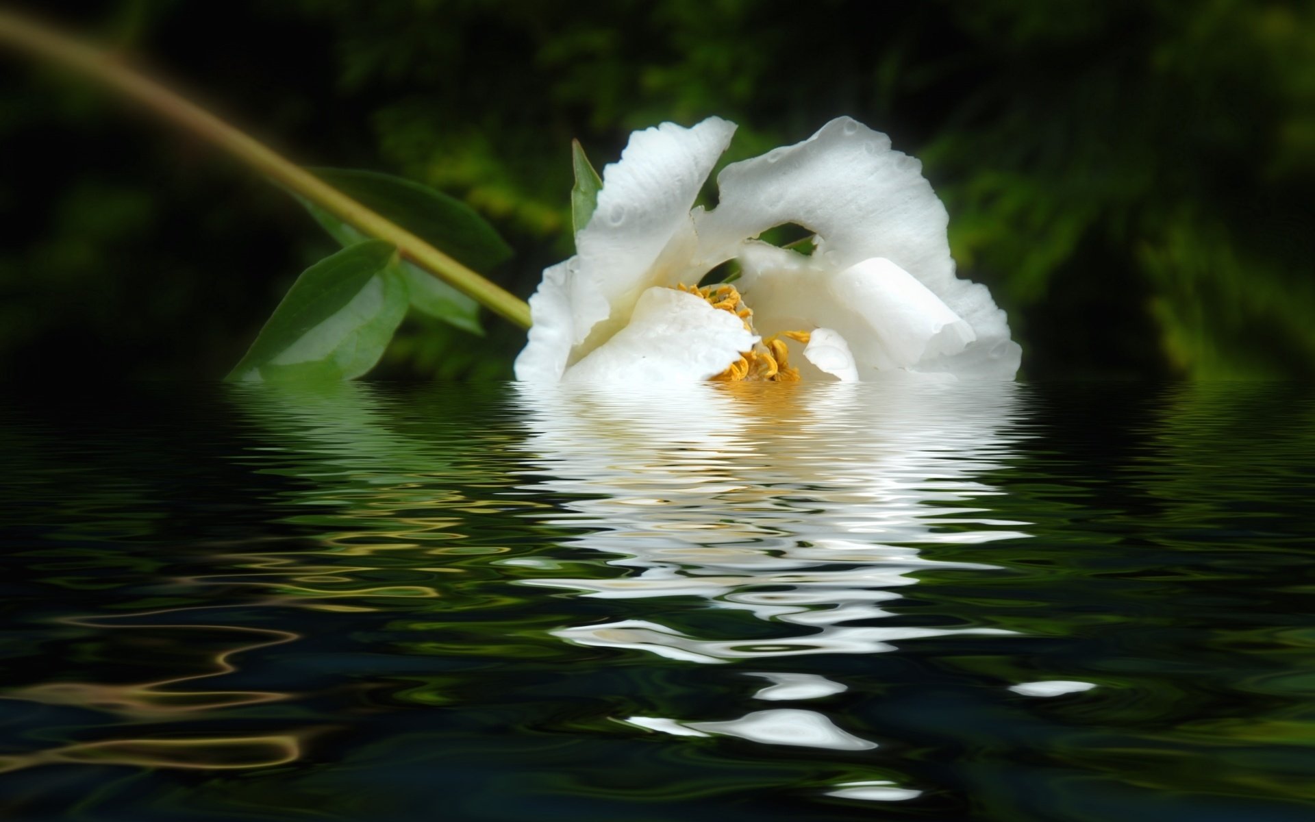 Обои вода, отражение, цветок, лепестки, белый, пион, water, reflection, flower, petals, white, peony разрешение 1920x1208 Загрузить