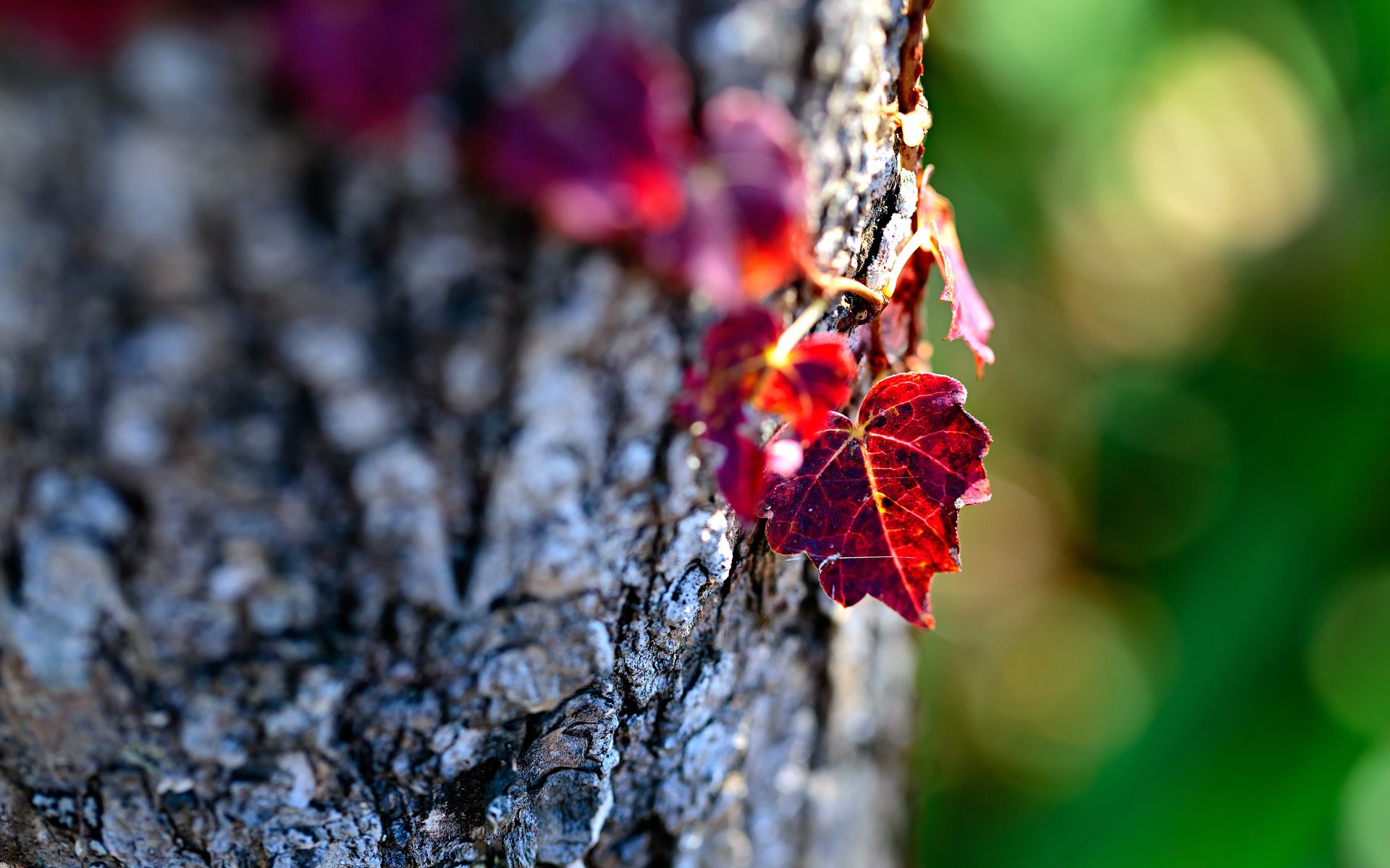 Обои дерево, макро, осень, лист, ствол, кора, боке, mirai.takahashi, tree, macro, autumn, sheet, trunk, bark, bokeh разрешение 3840x2400 Загрузить