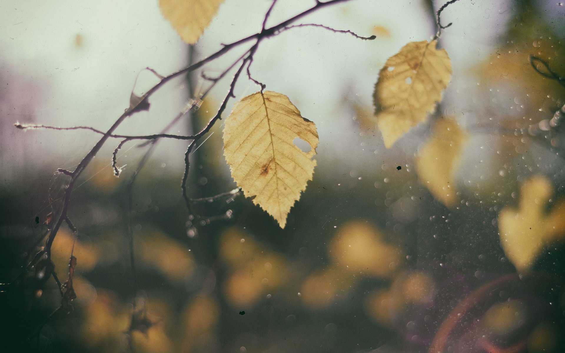 Обои листья, макро, ветки, капли, осень, дождь, leaves, macro, branches, drops, autumn, rain разрешение 3840x2400 Загрузить