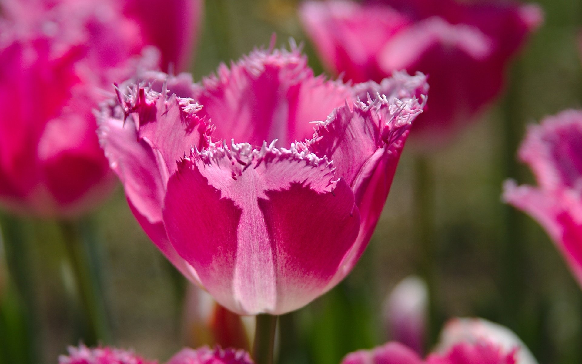 Обои тюльпан, природа, бутоны, макро, лепестки, краски, весна, тюльпаны, розовые, tulip, nature, buds, macro, petals, paint, spring, tulips, pink разрешение 2880x1919 Загрузить