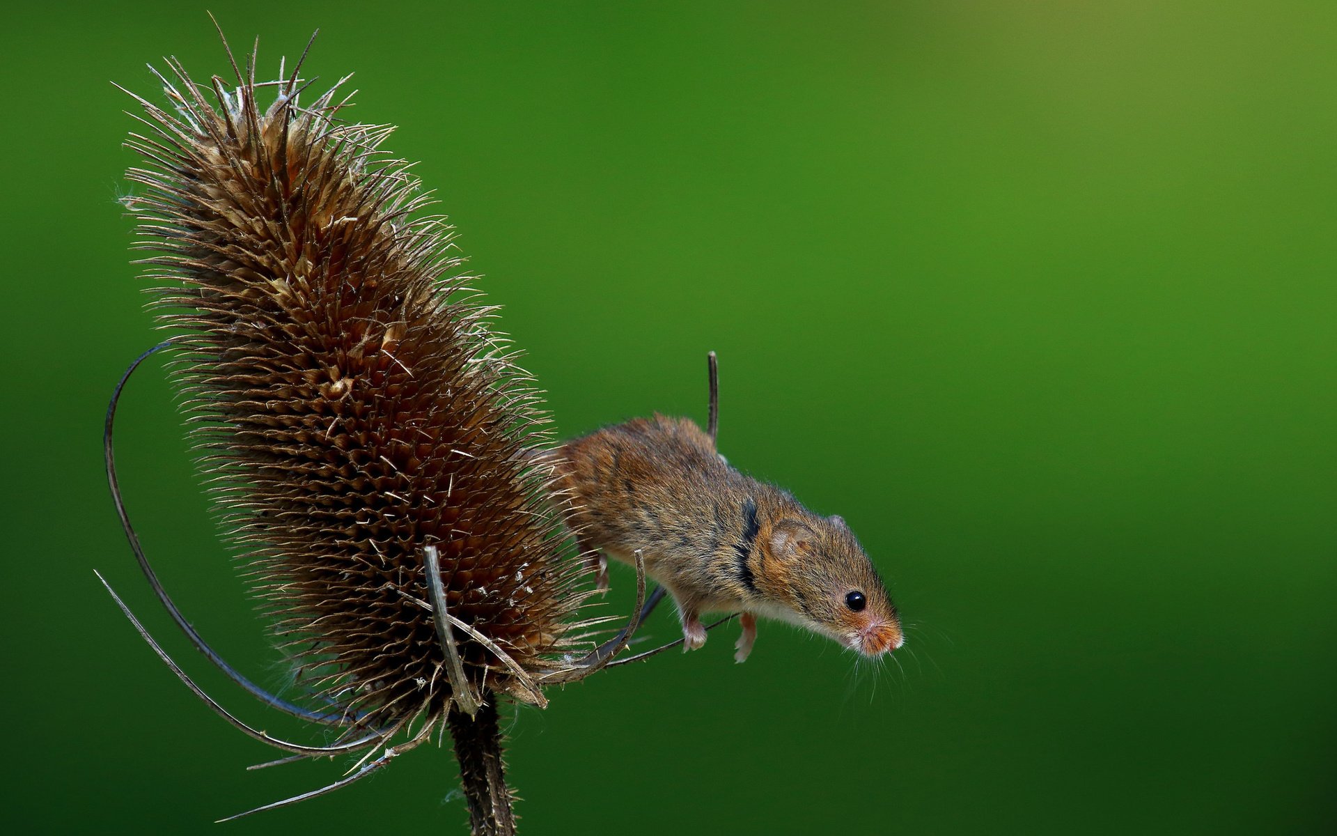 Обои природа, макро, лето, мышь, растение, мышка, harvest mouse, мышь-малютка, nature, macro, summer, mouse, plant, the mouse is tiny разрешение 2048x1365 Загрузить