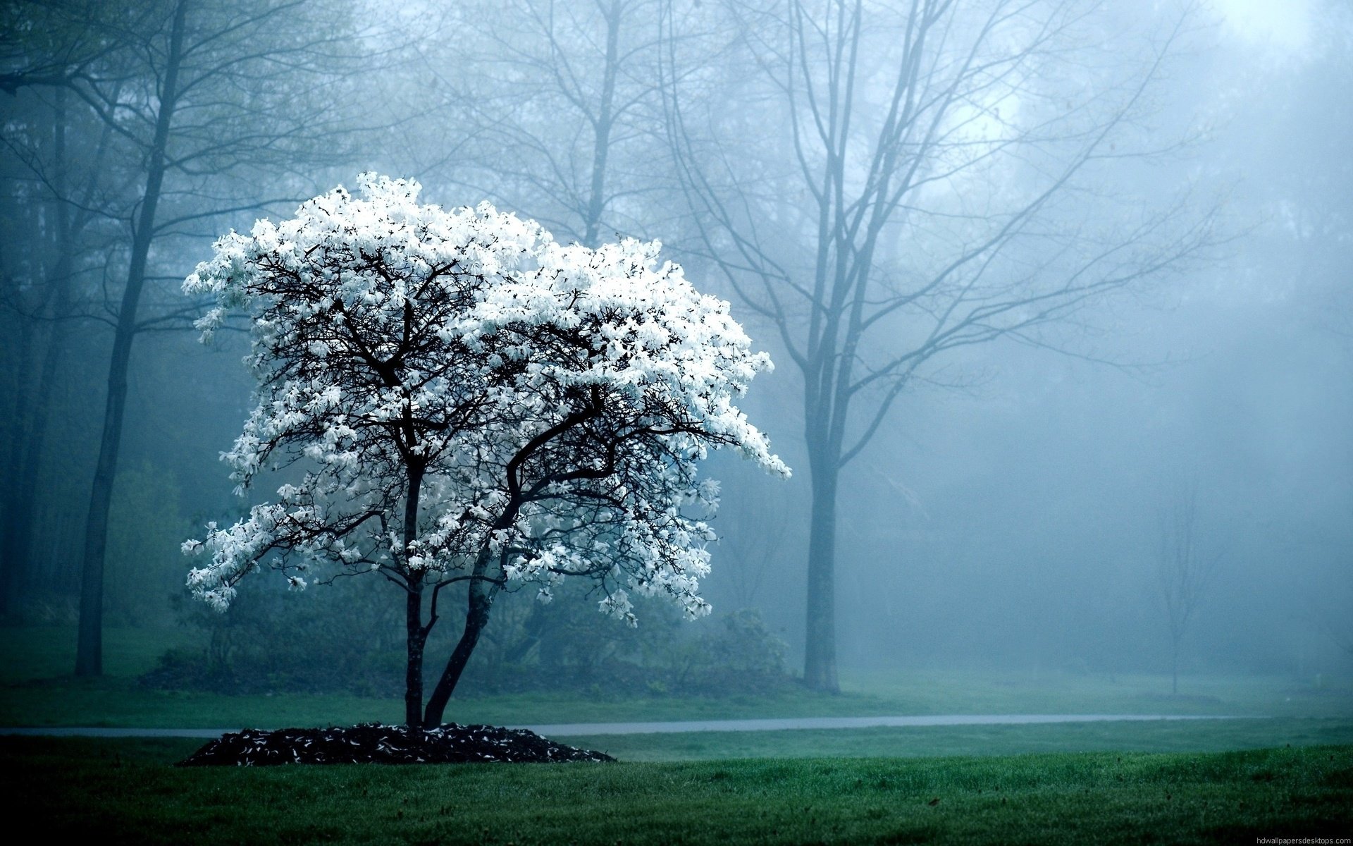 Цветущая вишня в циановом тумане скачать